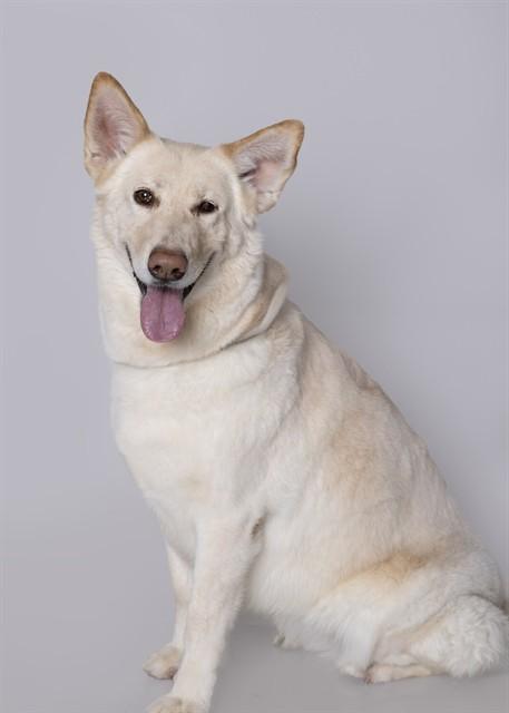 Enlarge ELF, a Adoptable mixed breed in Ogden, UT image 1/1