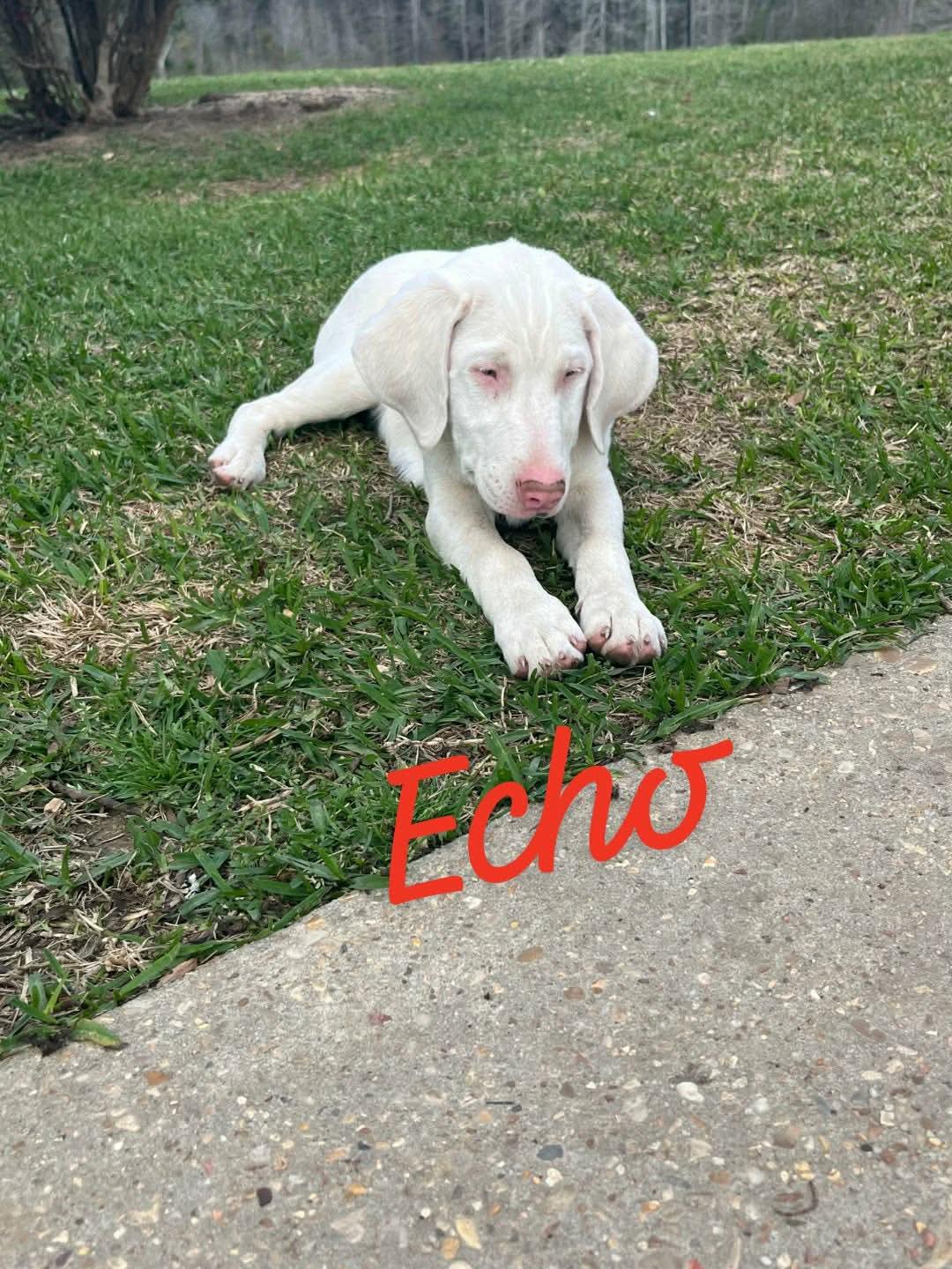 Echo deaf female