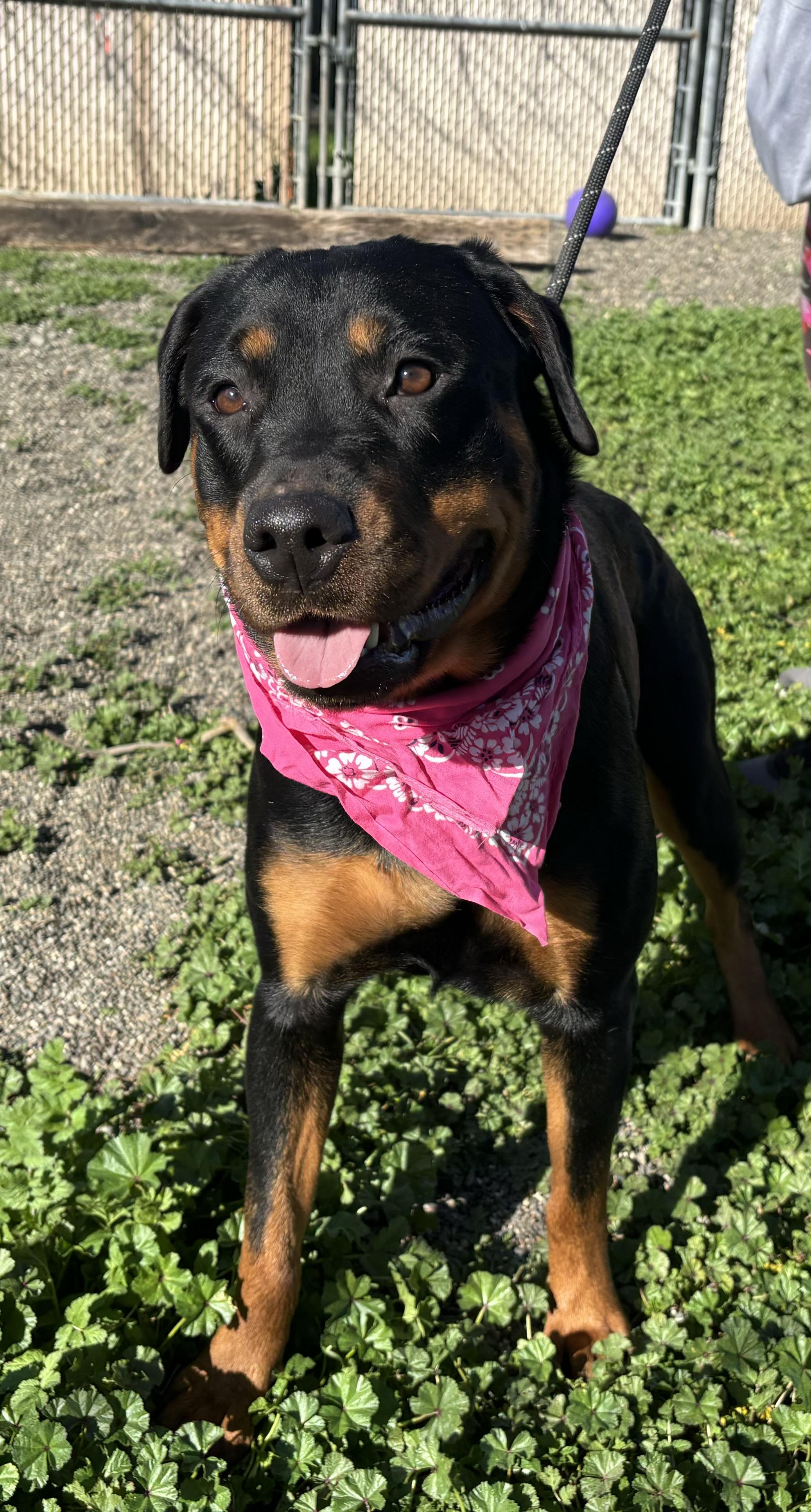 Miss Rubi, a Adoptable Rottweiler in Woodland, CA image 1/2