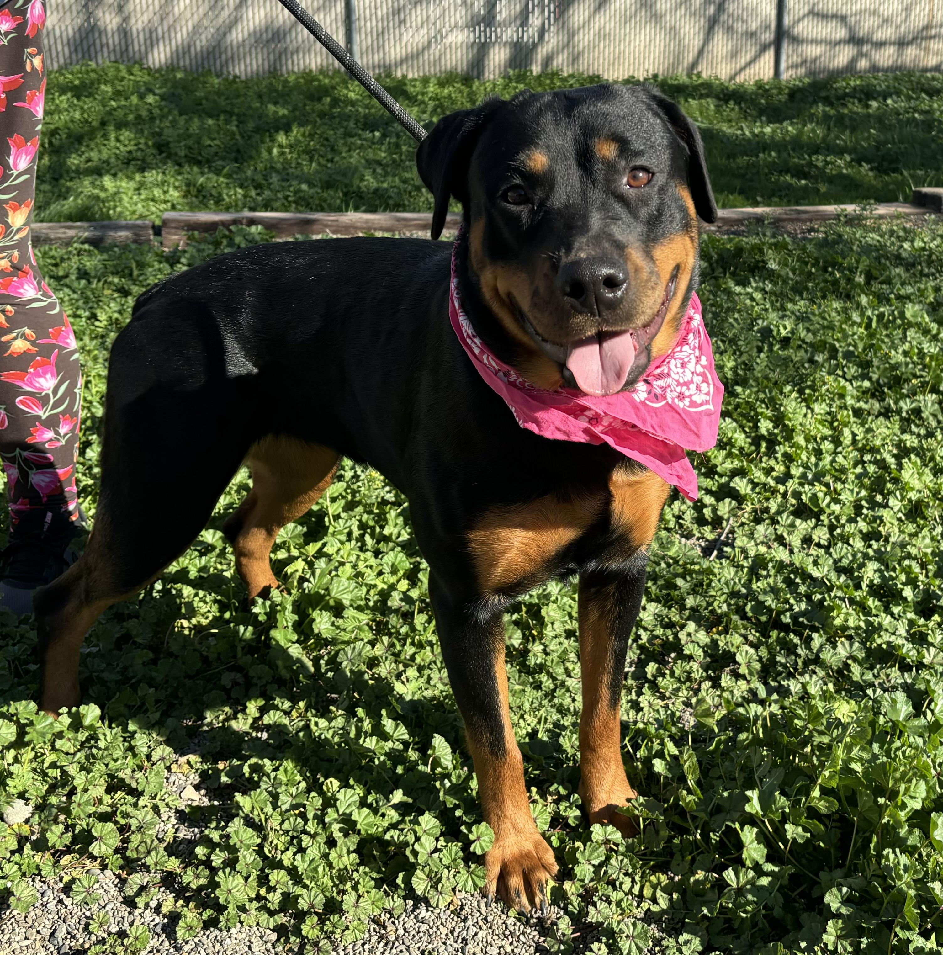 Miss Rubi, a Adoptable Rottweiler in Woodland, CA image 2/2
