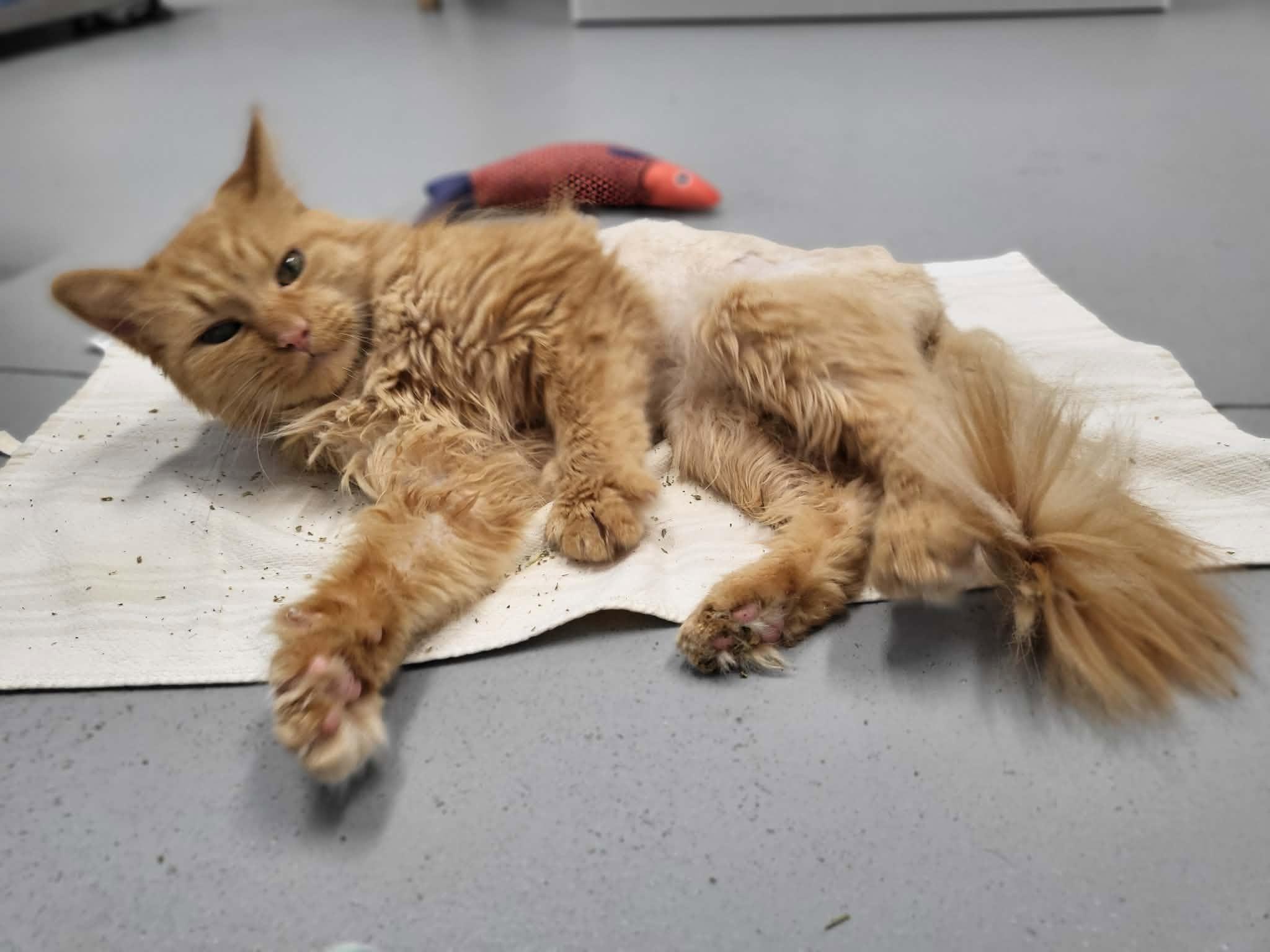 Cheeto, Adoptable, Senior Male Domestic Long Hair.