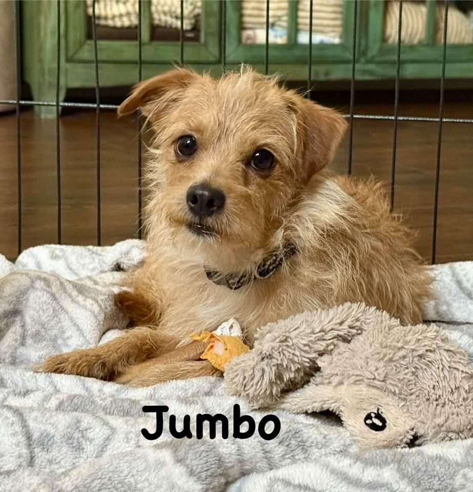 Jumbo, a Adoptable mixed breed in Phoenix, AZ image 1/3