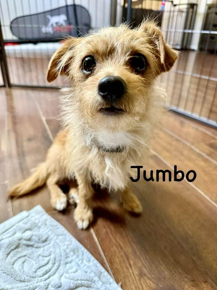 Jumbo, a Adoptable mixed breed in Phoenix, AZ image 3/3