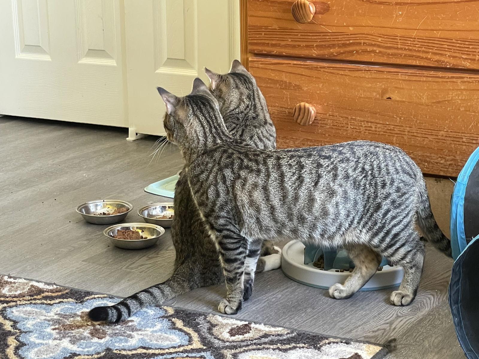 Tip Toe (with Abe), Adoptable, Adult Male Domestic Short Hair.