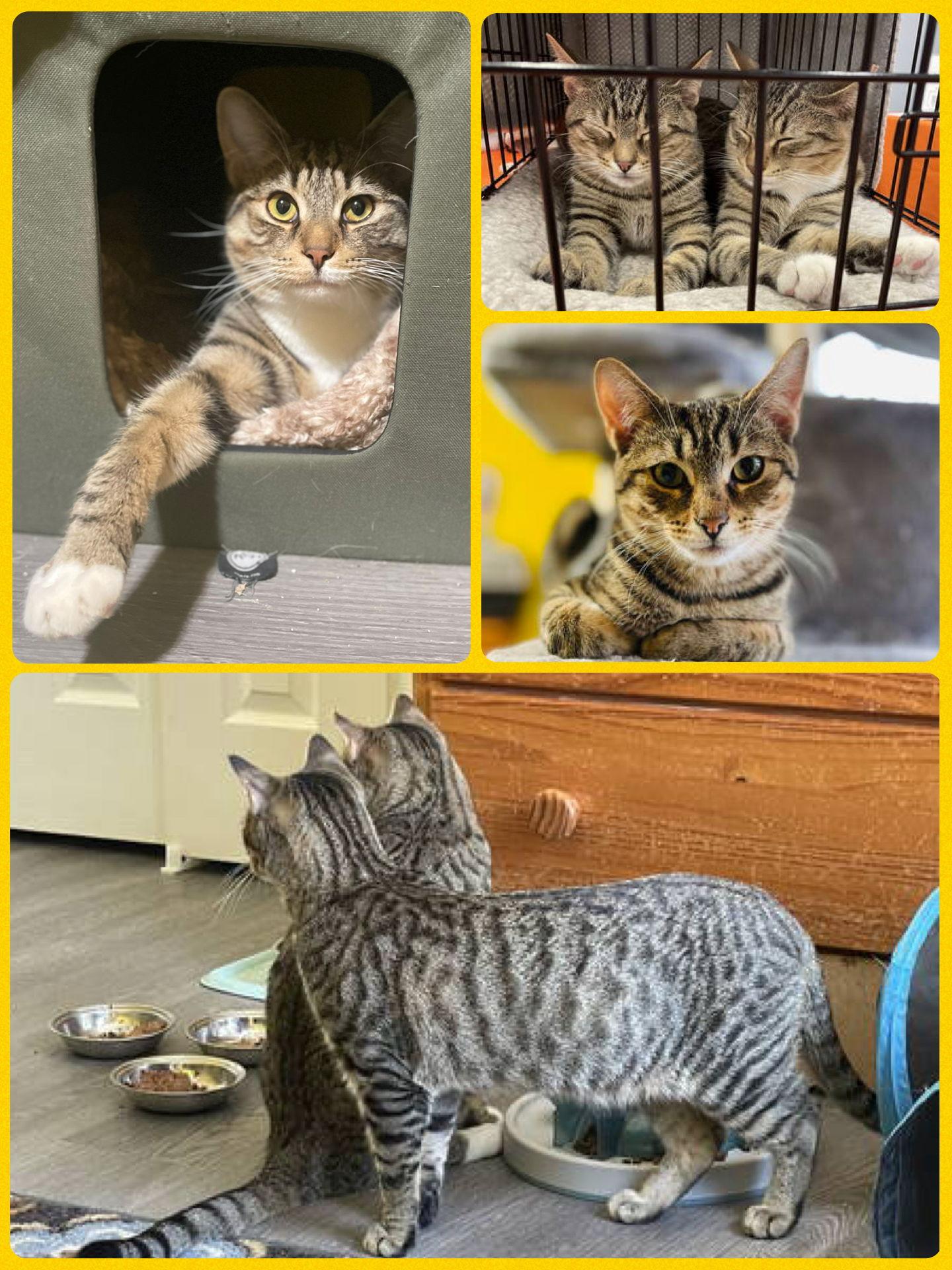 Enlarge Tip Toe (with Abe), a Adoptable Domestic Short Hair in Stewartsville, NJ image 3/3