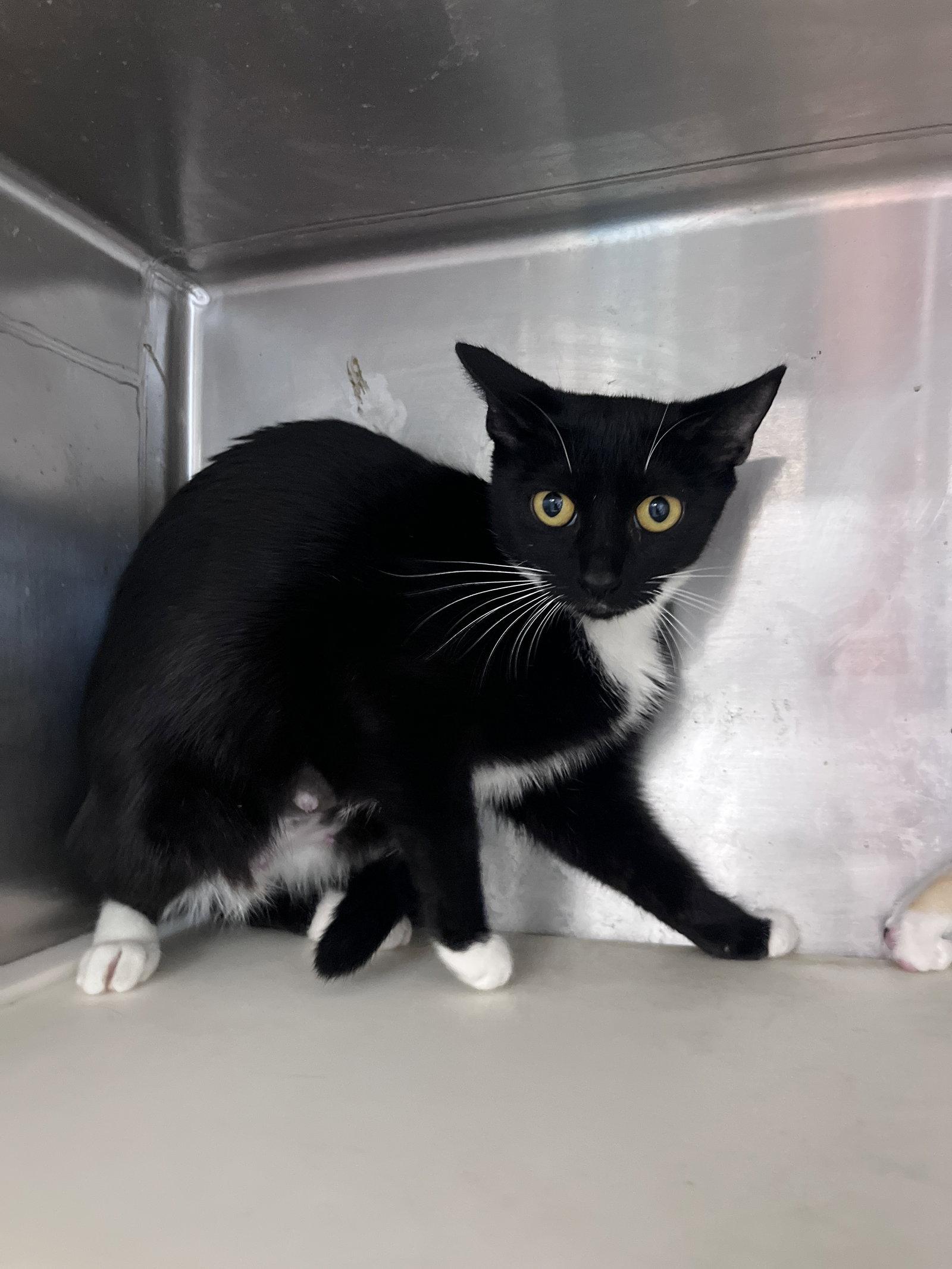 Enlarge Sweetie Potamus, a Adoptable mixed breed in Carrollton, GA image 2/3