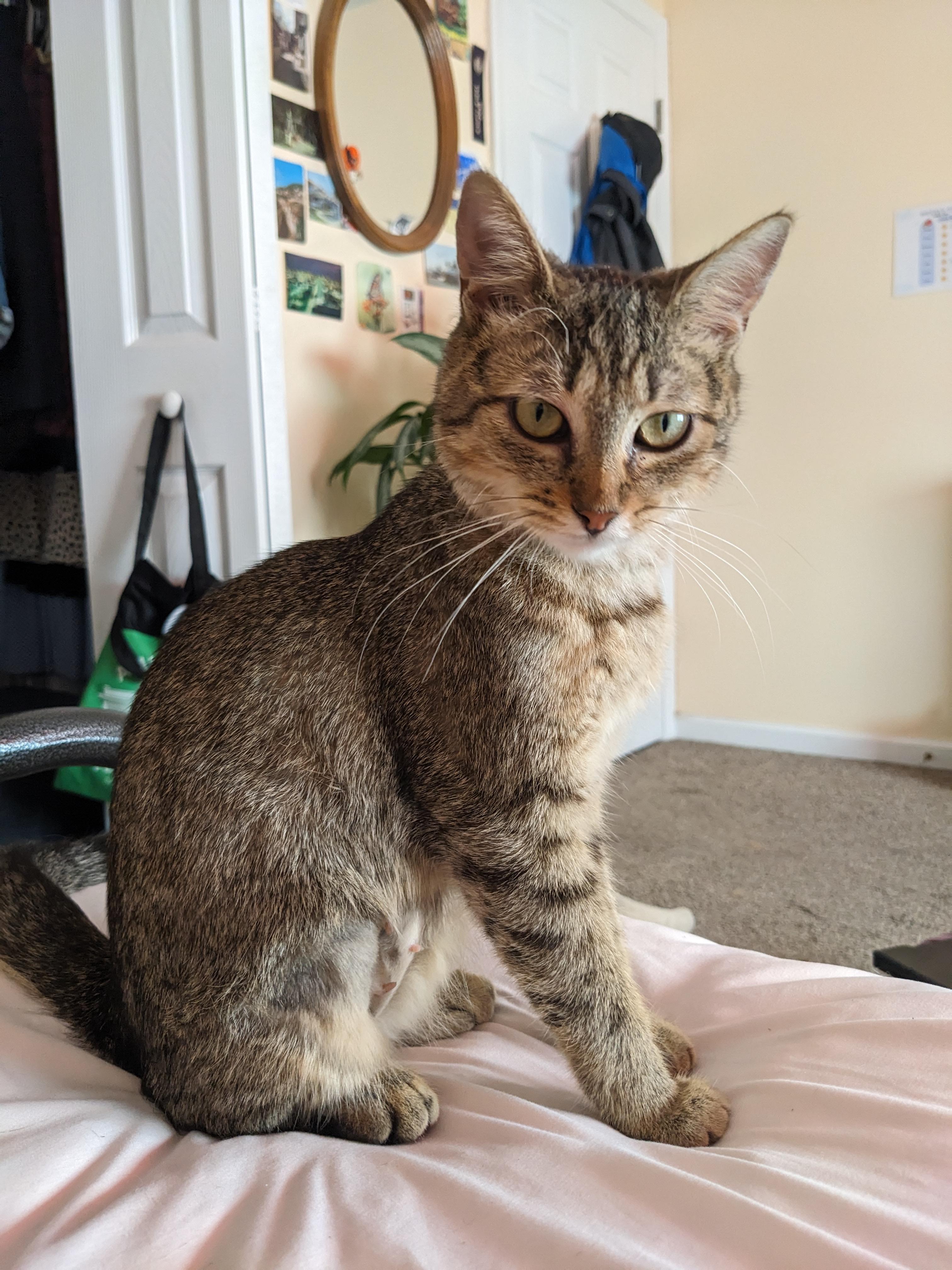 Clare courtesy, ADOPTABLE, Kitten Female Domestic Short Hair.