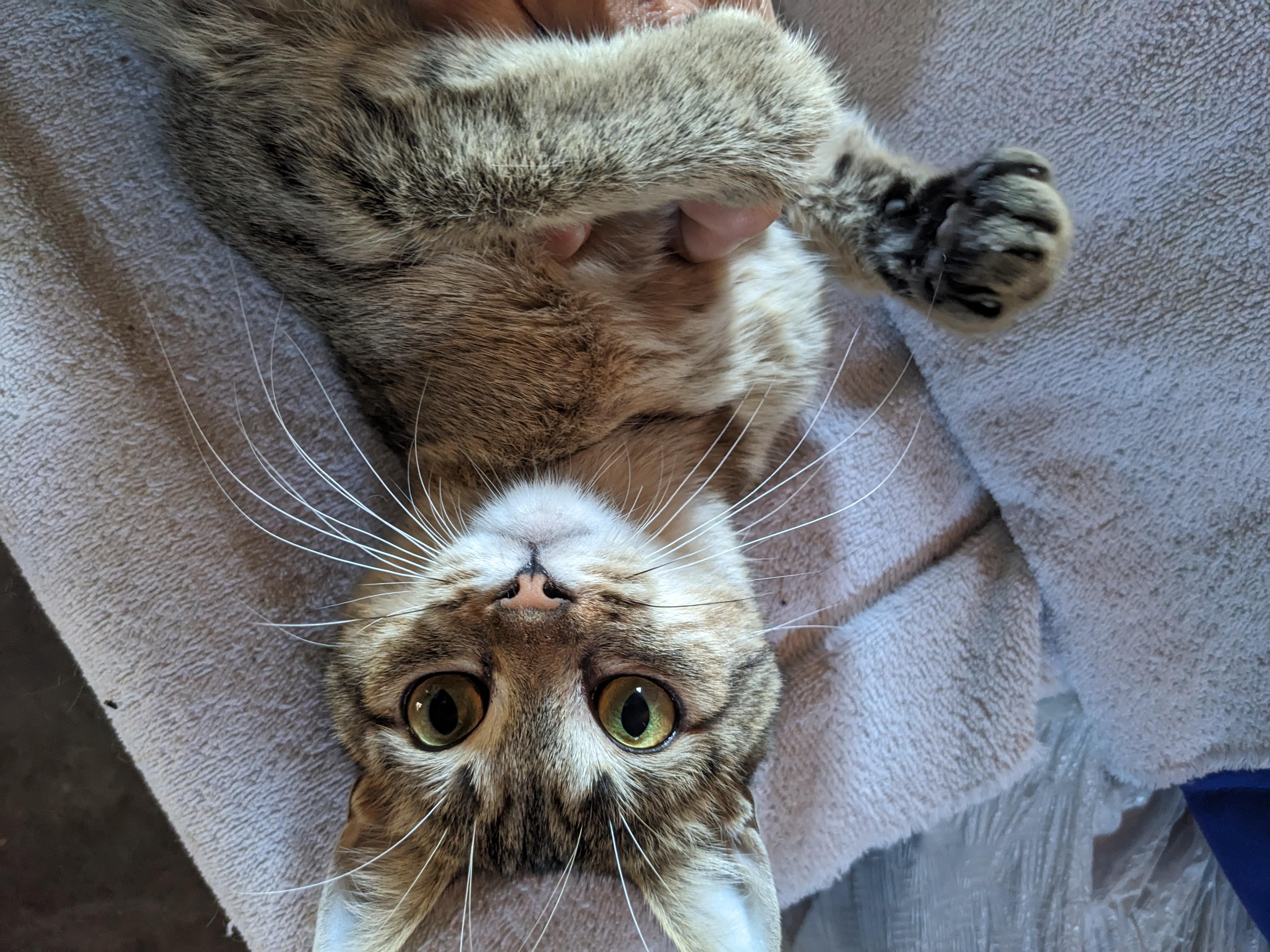 Enlarge Clare courtesy, a ADOPTABLE Domestic Short Hair in Oberlin, OH image 2/2