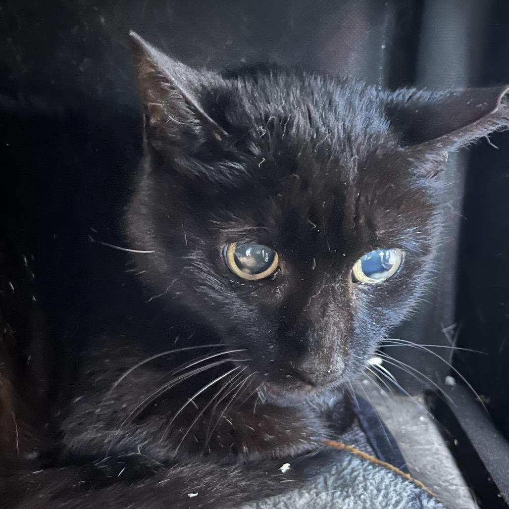 Licorice, Adoptable, Senior Female Domestic Short Hair.