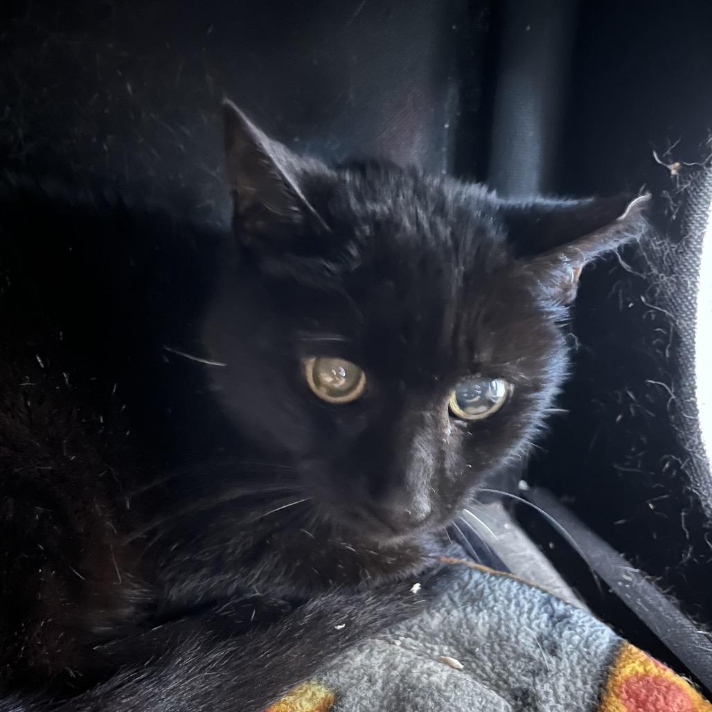 Enlarge Licorice, a Adoptable Domestic Short Hair in Sarasota, FL image 2/2