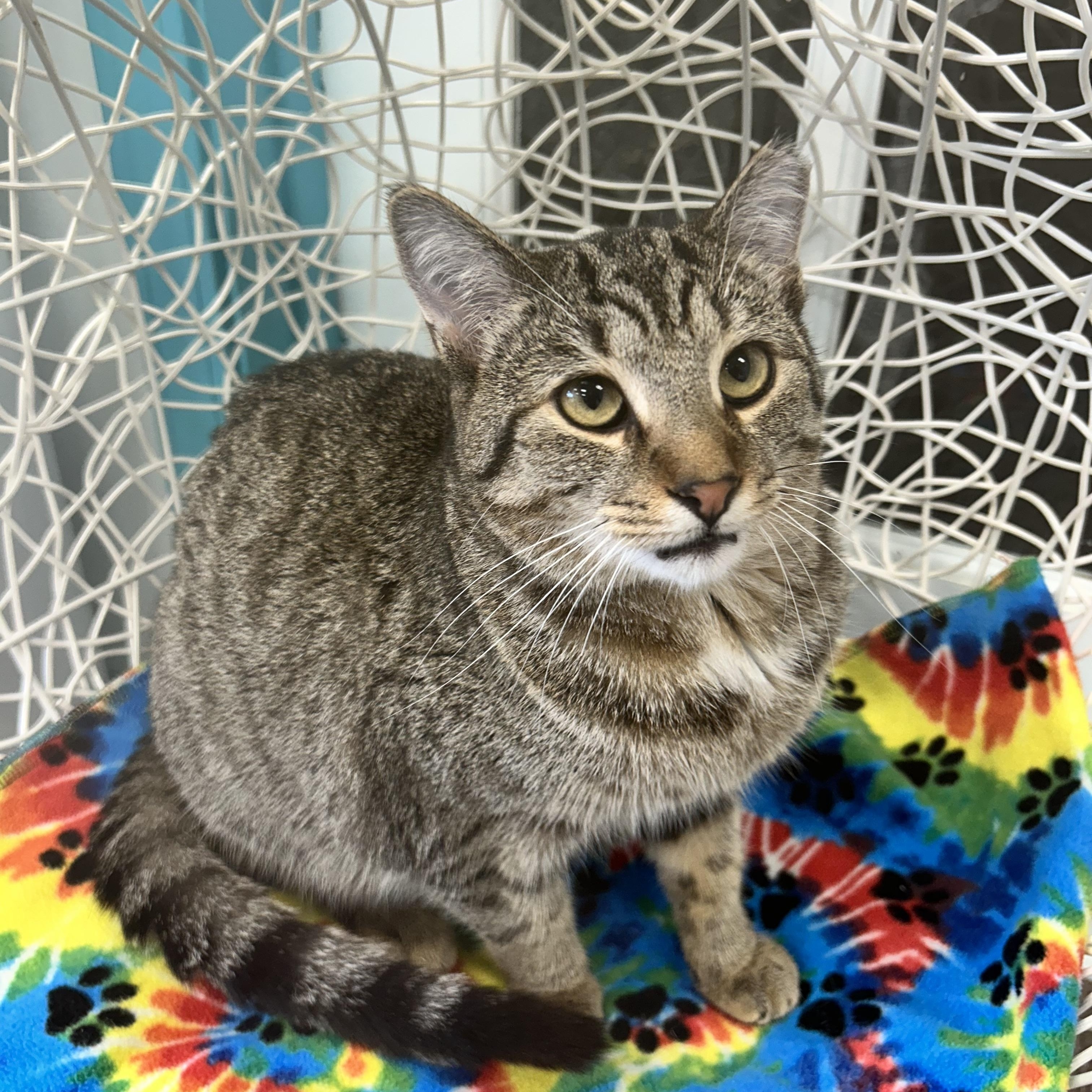 Enlarge Gemini, a Adoptable Tabby in Grand Rapids, MI image 6/6