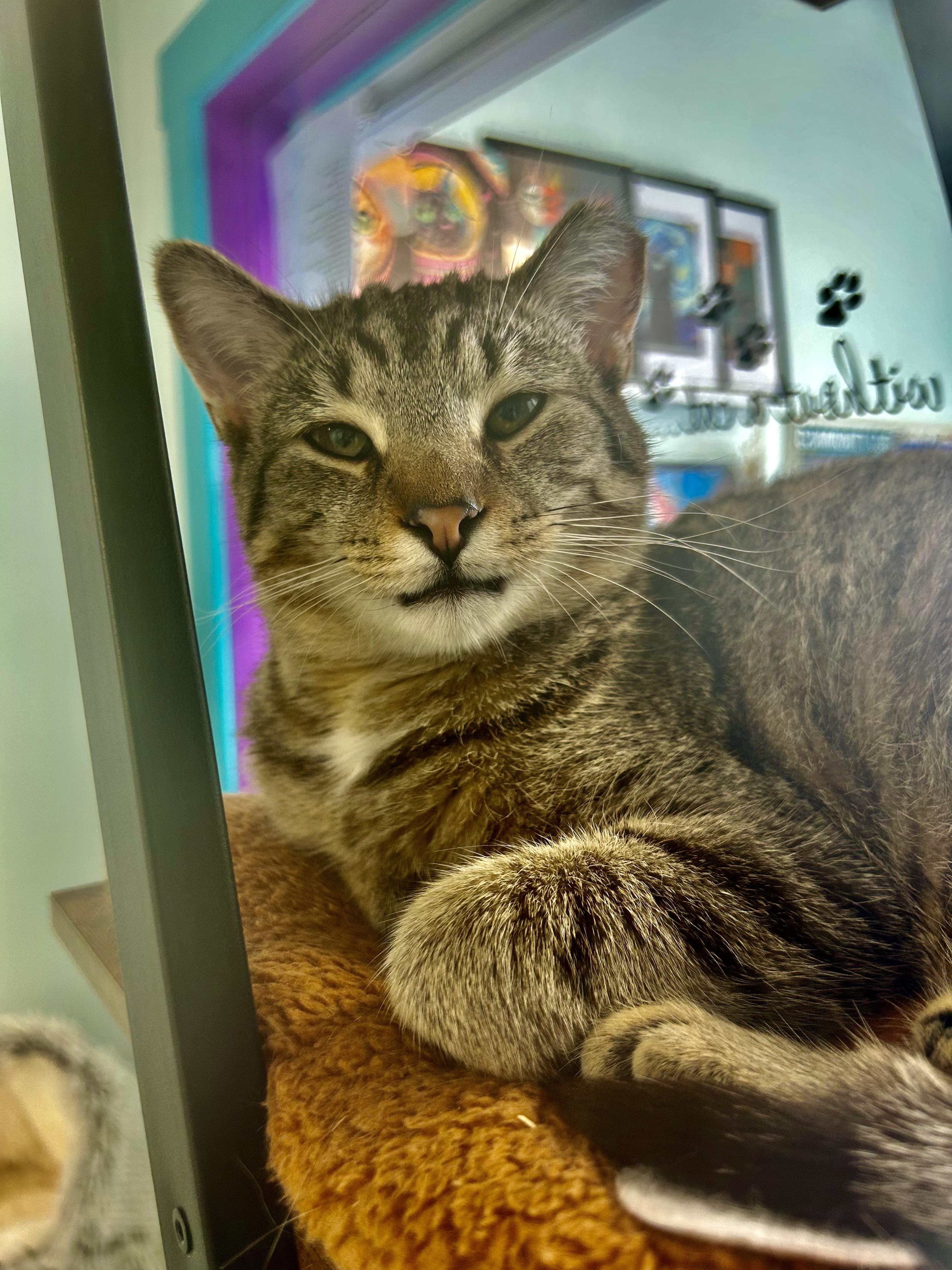 Gemini, Adoptable, Kitten Female Tabby.