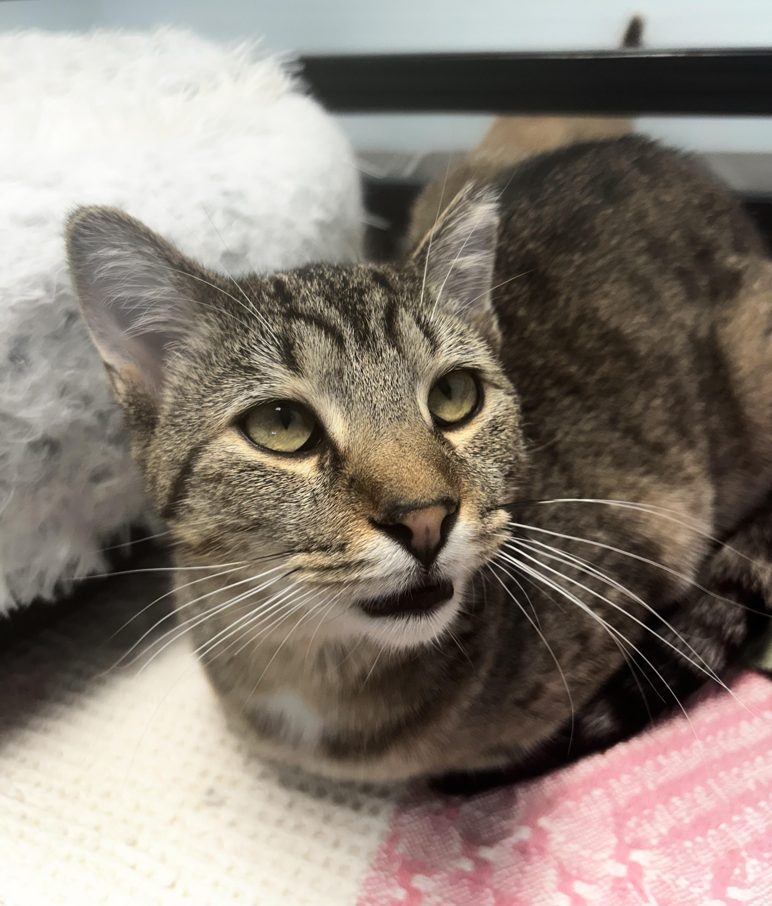 Enlarge Gemini, a Adoptable Tabby in Grand Rapids, MI image 2/6