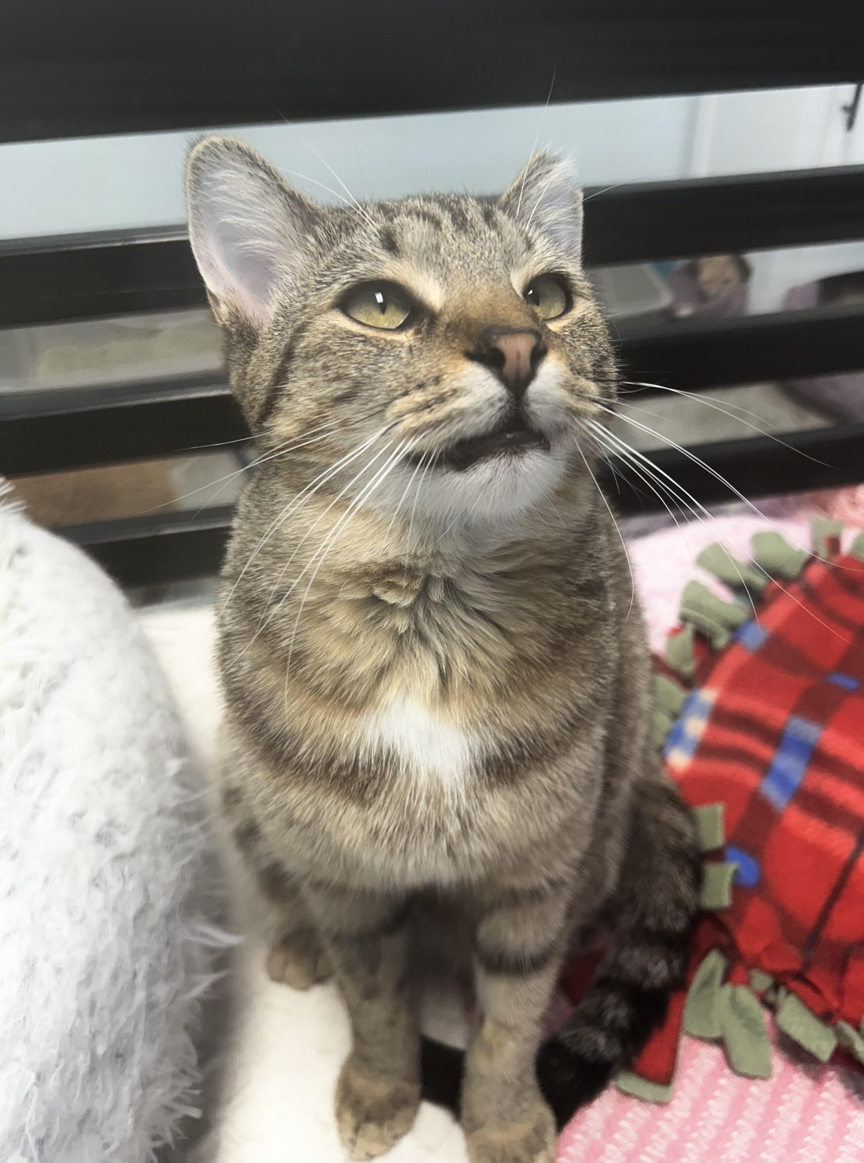 Enlarge Gemini, a Adoptable Tabby in Grand Rapids, MI image 6/6