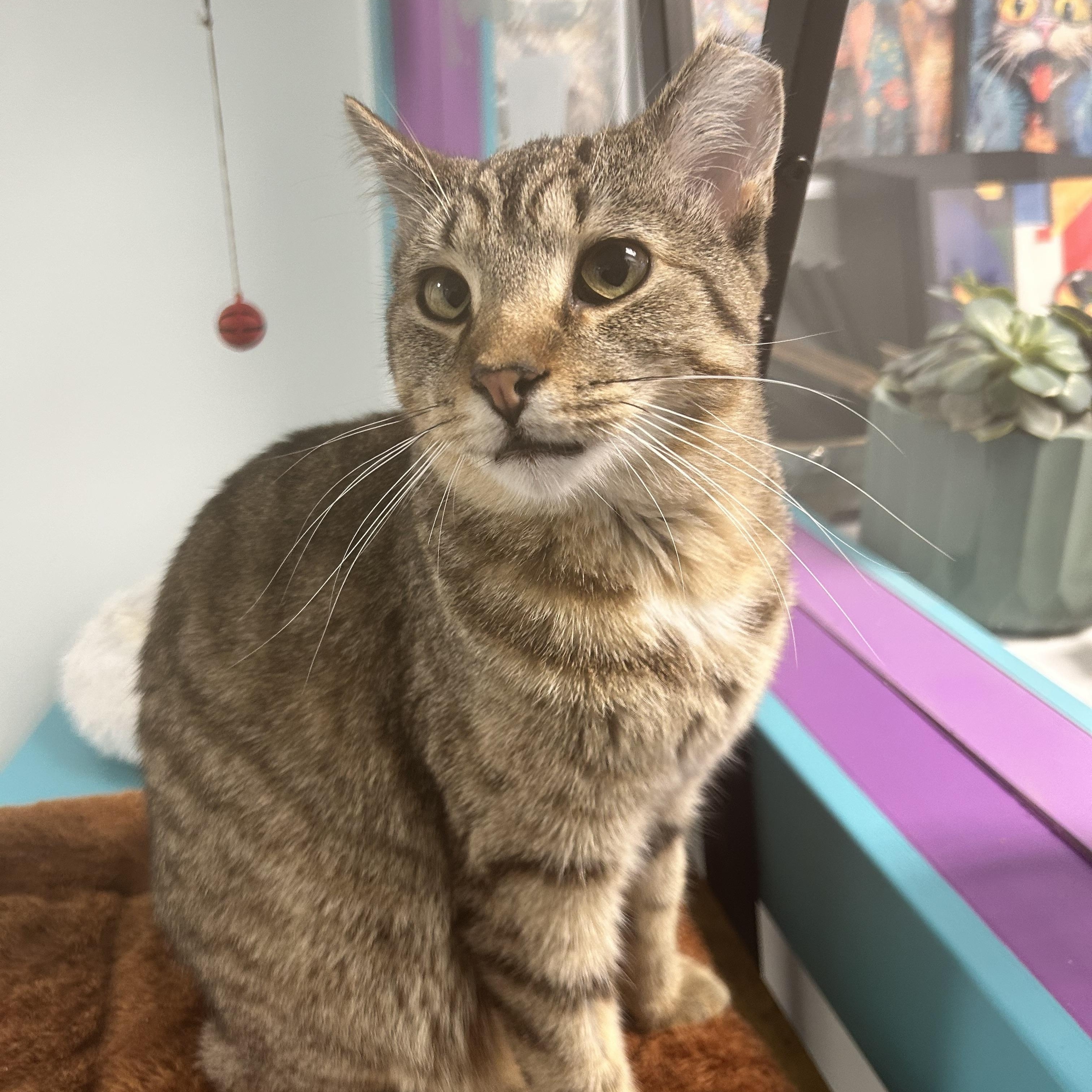 Enlarge Gemini, a Adoptable Tabby in Grand Rapids, MI image 4/6