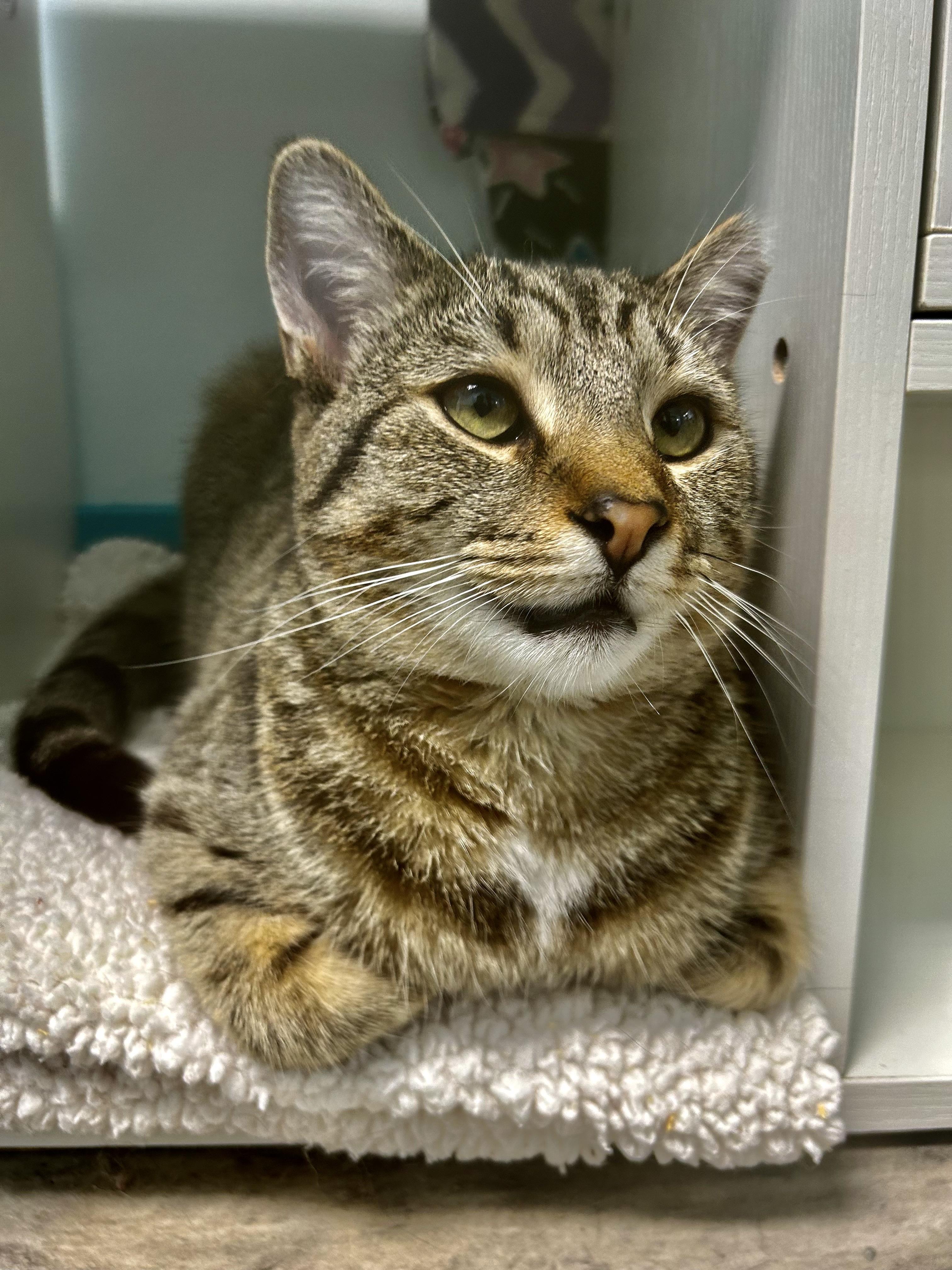 Enlarge Gemini, a Adoptable Tabby in Grand Rapids, MI image 2/6