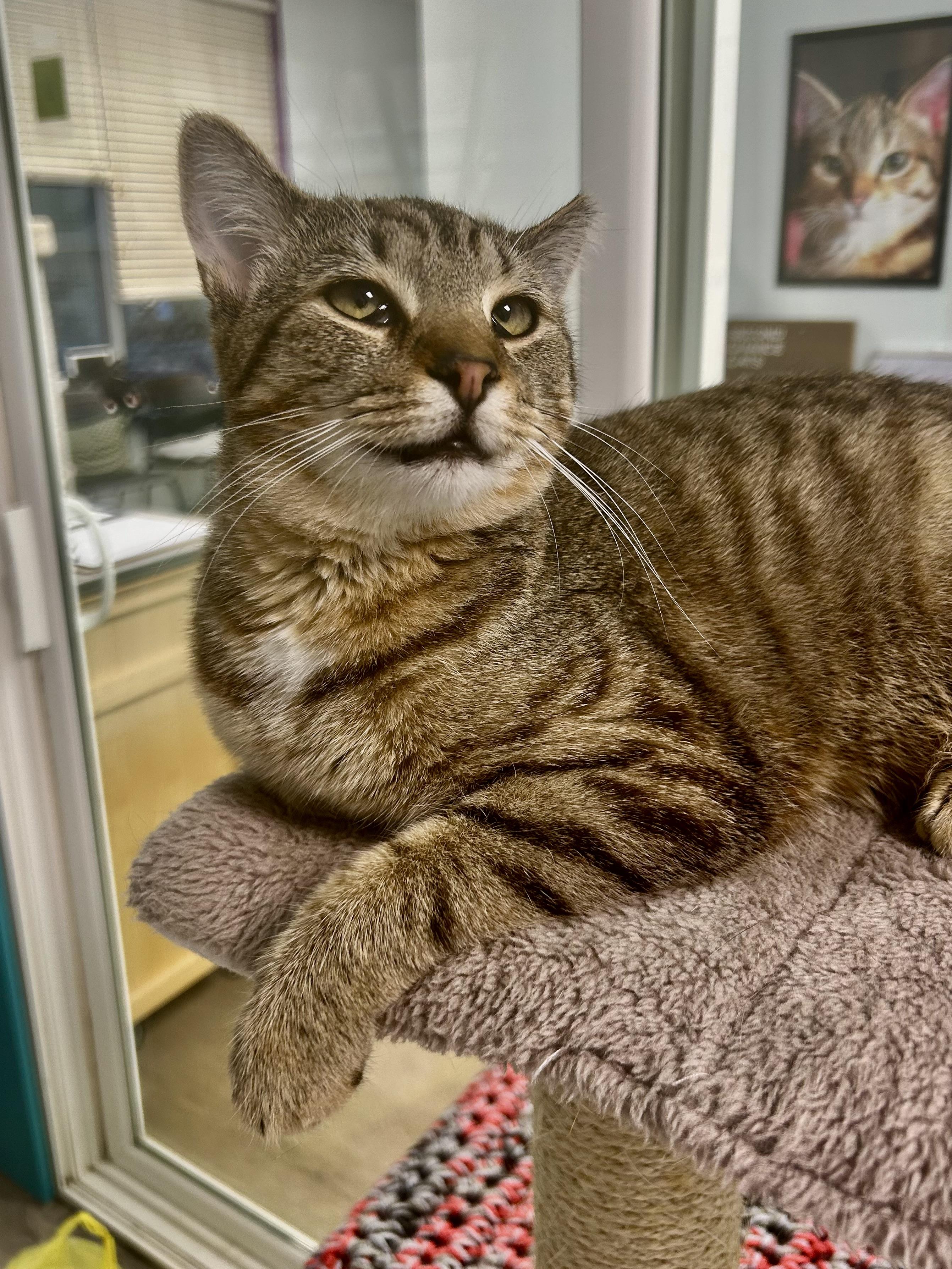 Enlarge Gemini, a Adoptable Tabby in Grand Rapids, MI image 5/6