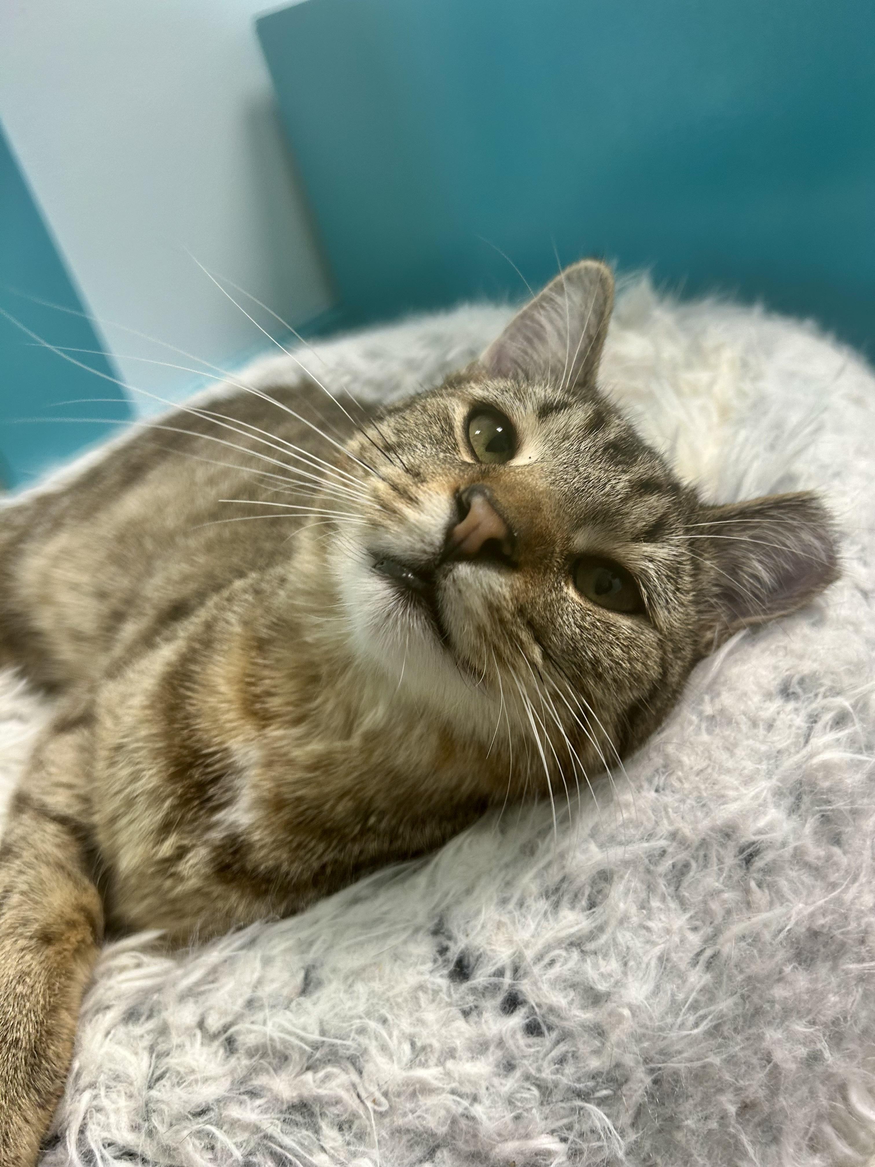 Enlarge Gemini, a Adoptable Tabby in Grand Rapids, MI image 1/6