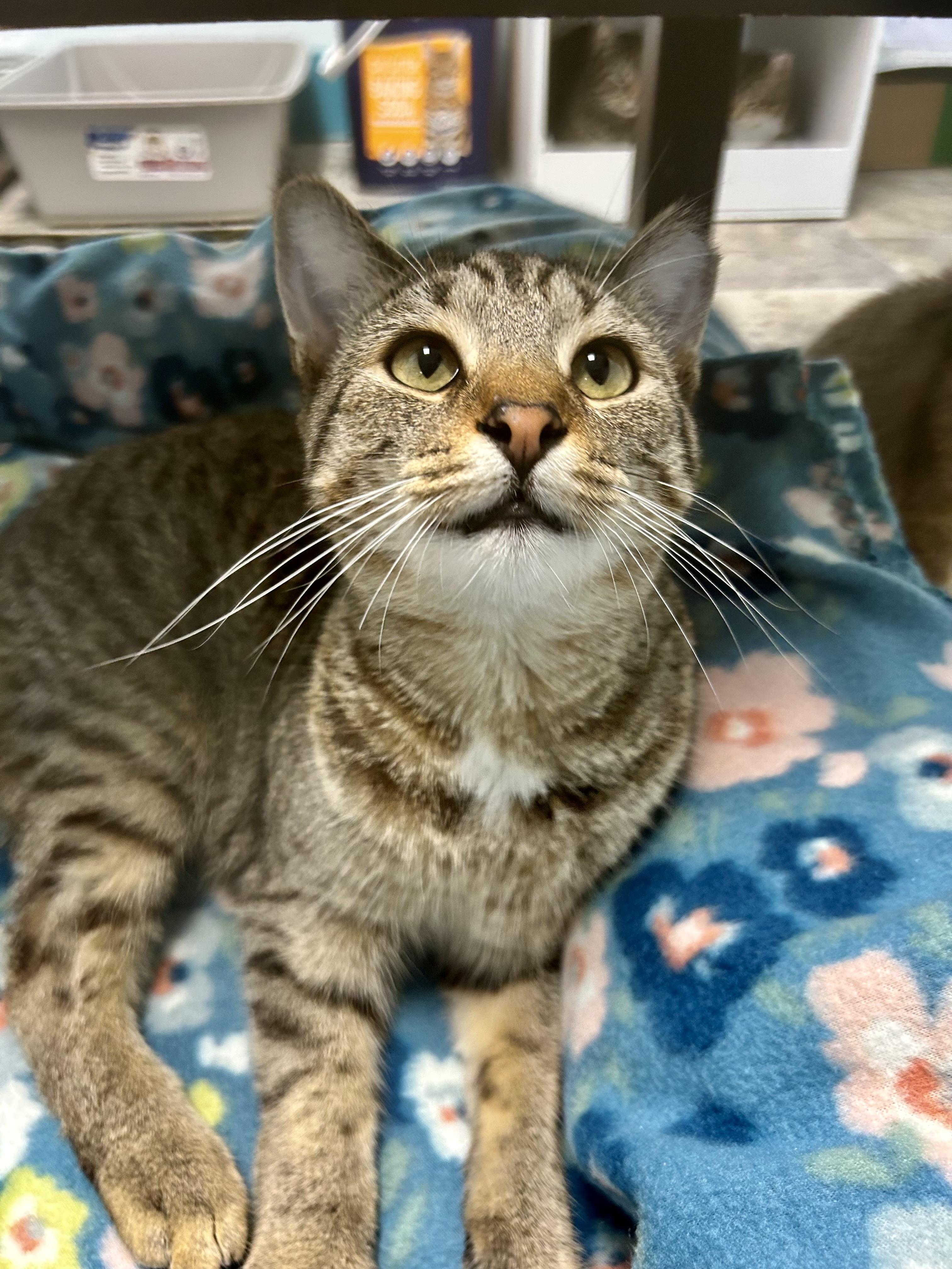 Enlarge Gemini, a Adoptable Tabby in Grand Rapids, MI image 1/6