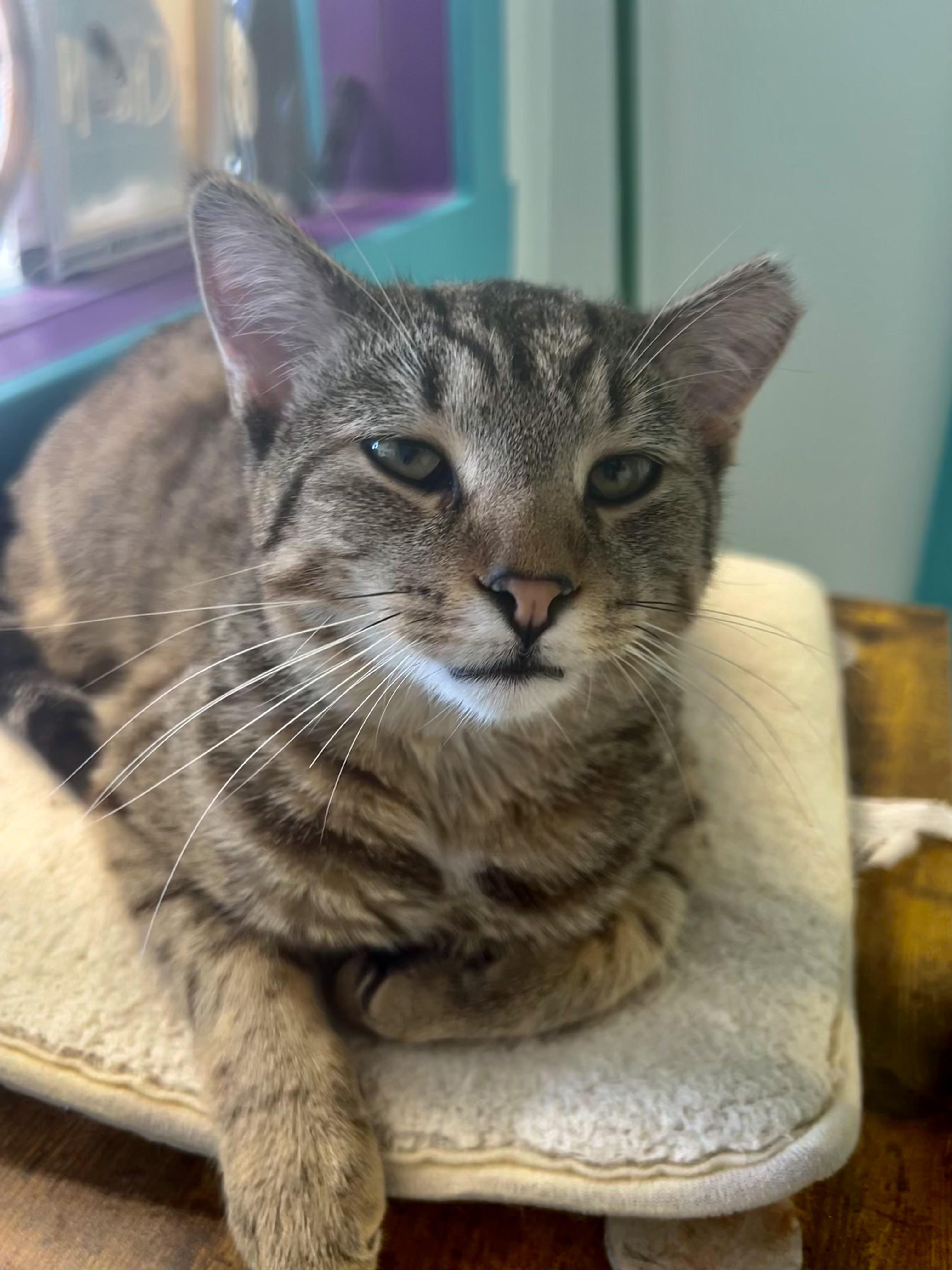 Enlarge Gemini, a Adoptable Tabby in Grand Rapids, MI image 3/6