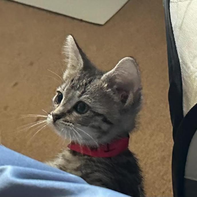Bowline, Adoptable, Kitten Female Domestic Short Hair.