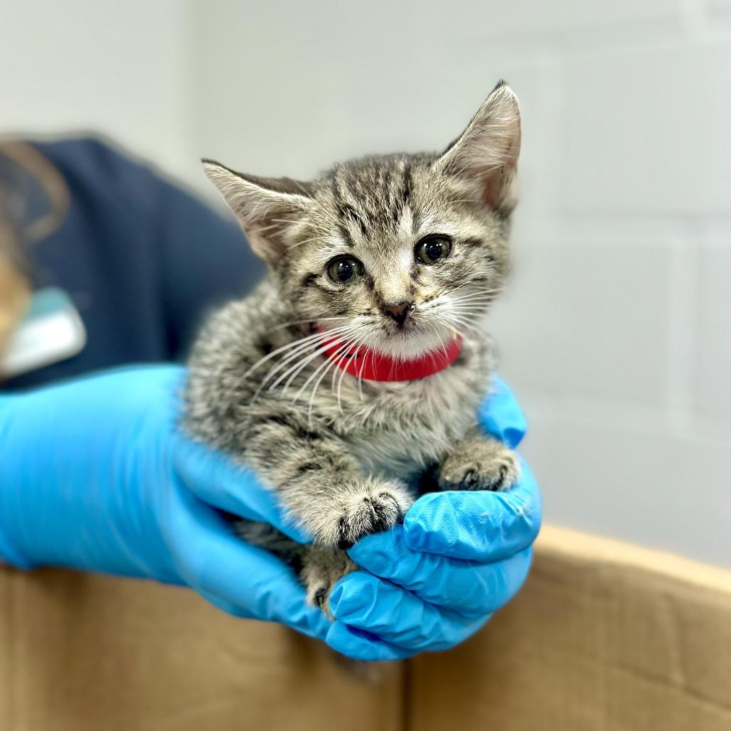Bowline, a Adoptable Domestic Short Hair in Incline Village, NV image 2/6