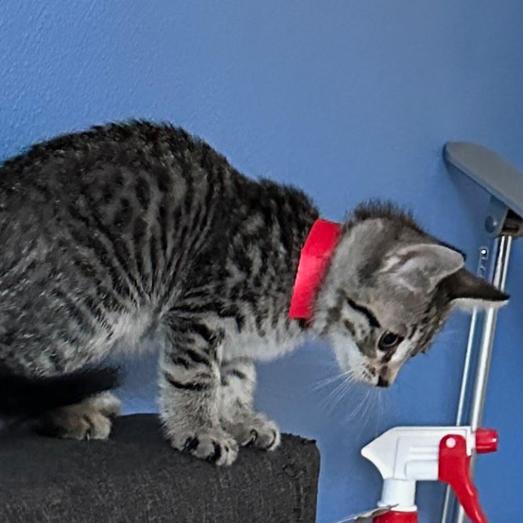 Bowline, a Adoptable Domestic Short Hair in Incline Village, NV image 5/6
