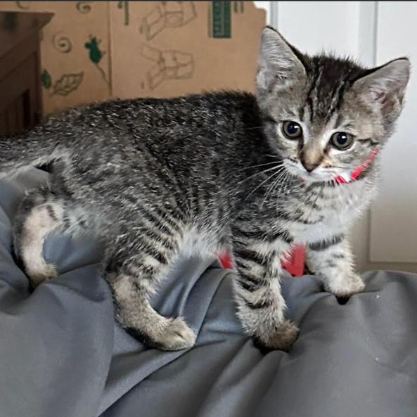 Bowline, a Adoptable Domestic Short Hair in Incline Village, NV image 6/6