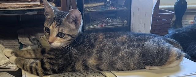 Enlarge Tinker, a Adopted Tabby in Pottstown, PA image 1/5