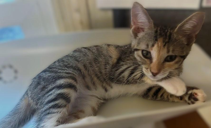 Enlarge Tinker, a Adopted Tabby in Pottstown, PA image 2/5