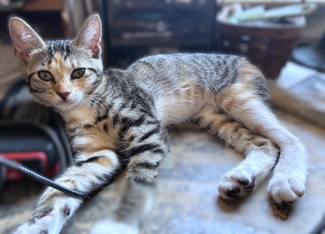 Enlarge Tinker, a Adopted Tabby in Pottstown, PA image 3/5