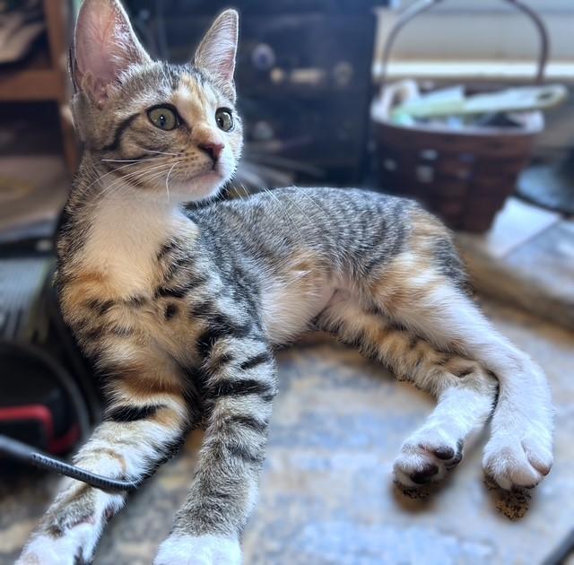 Enlarge Tinker, a Adopted Tabby in Pottstown, PA image 4/5