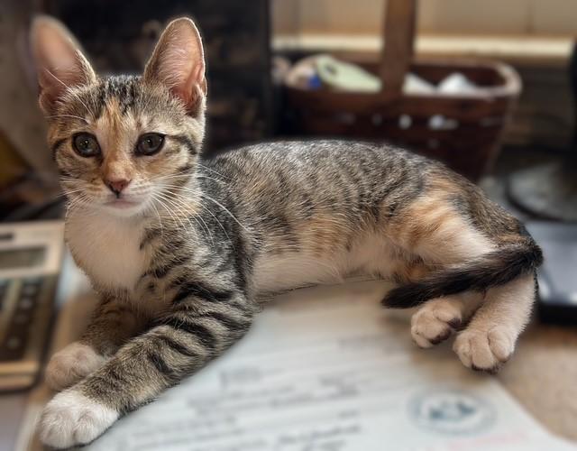 Enlarge Tinker, a Adopted Tabby in Pottstown, PA image 5/5