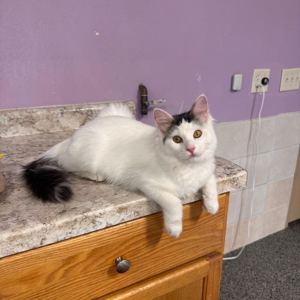 Cool Ranch, Adoptable, Kitten Male Domestic Long Hair.