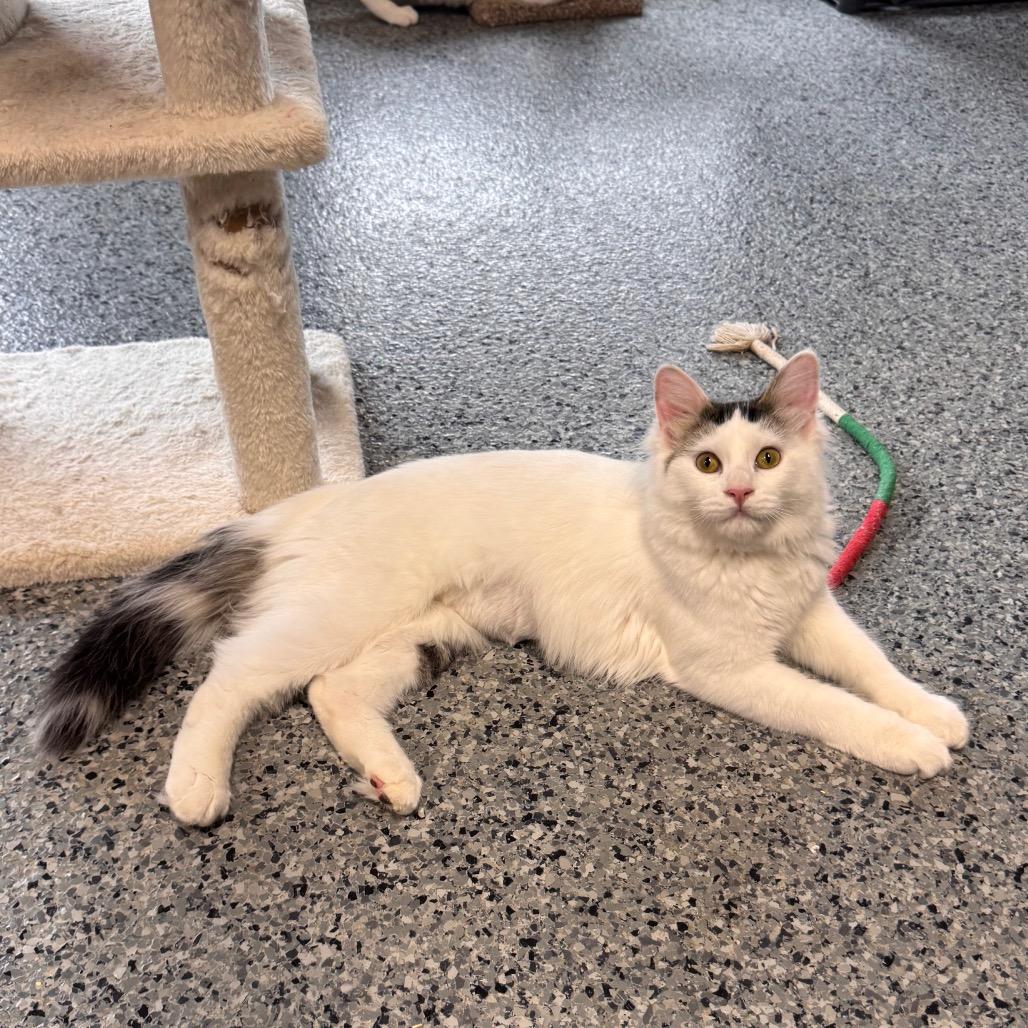 Enlarge Cool Ranch, a Adoptable Domestic Long Hair in Mondovi, WI image 2/4