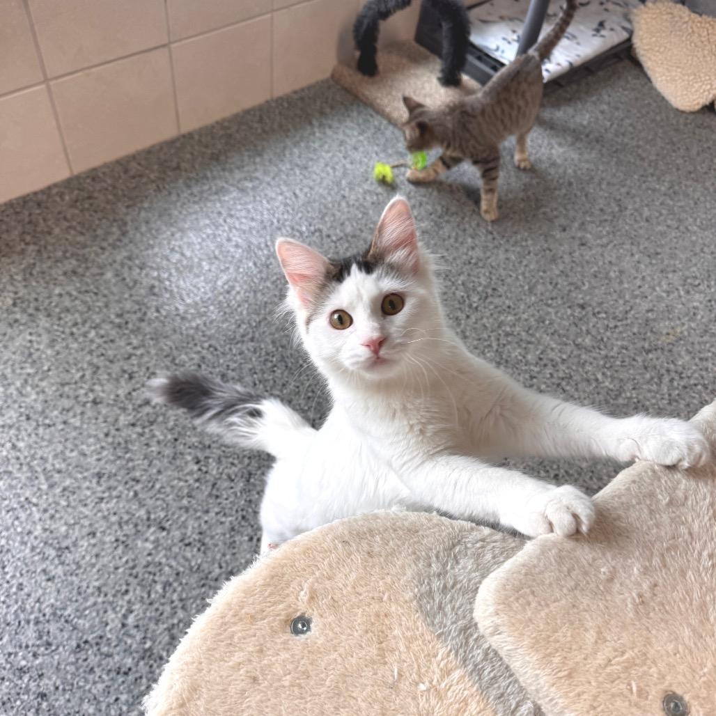 Enlarge Cool Ranch, a Adoptable Domestic Long Hair in Mondovi, WI image 3/4