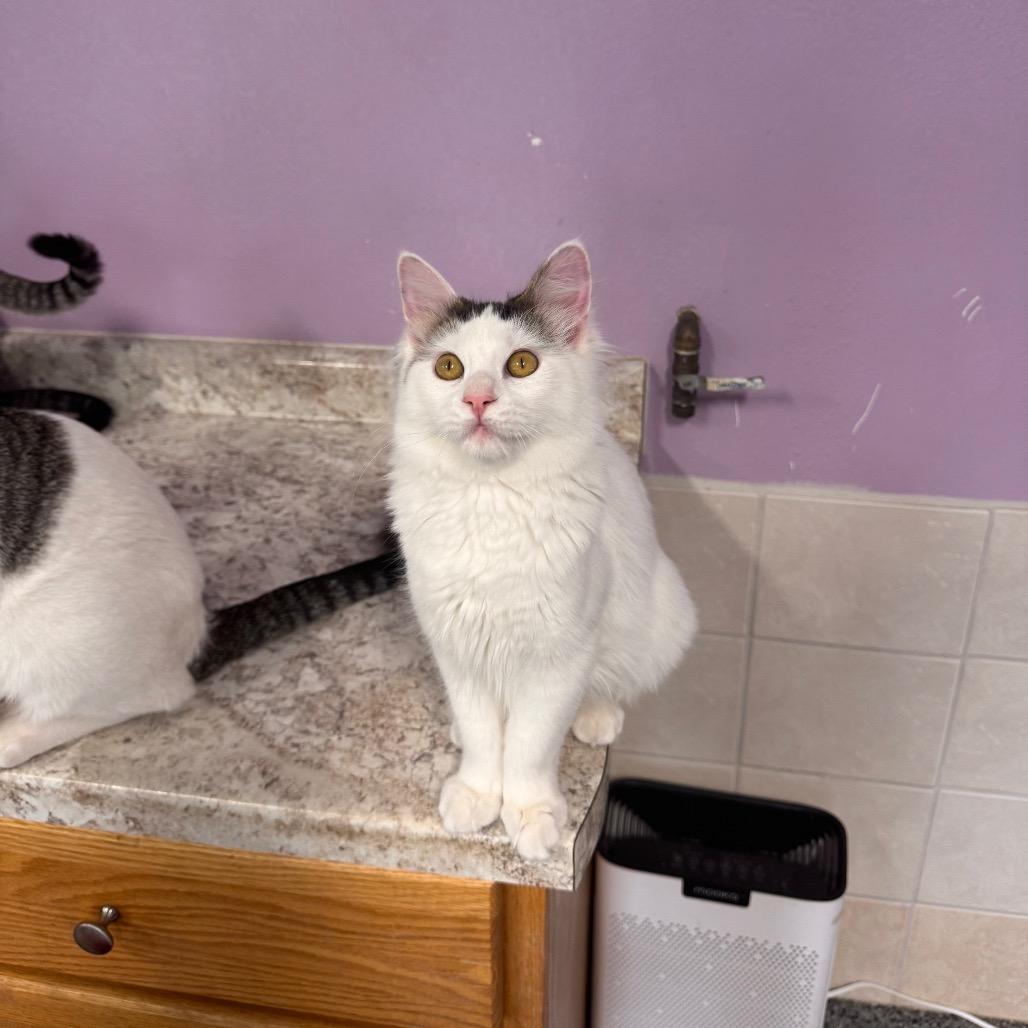 Enlarge Cool Ranch, a Adoptable Domestic Long Hair in Mondovi, WI image 4/4