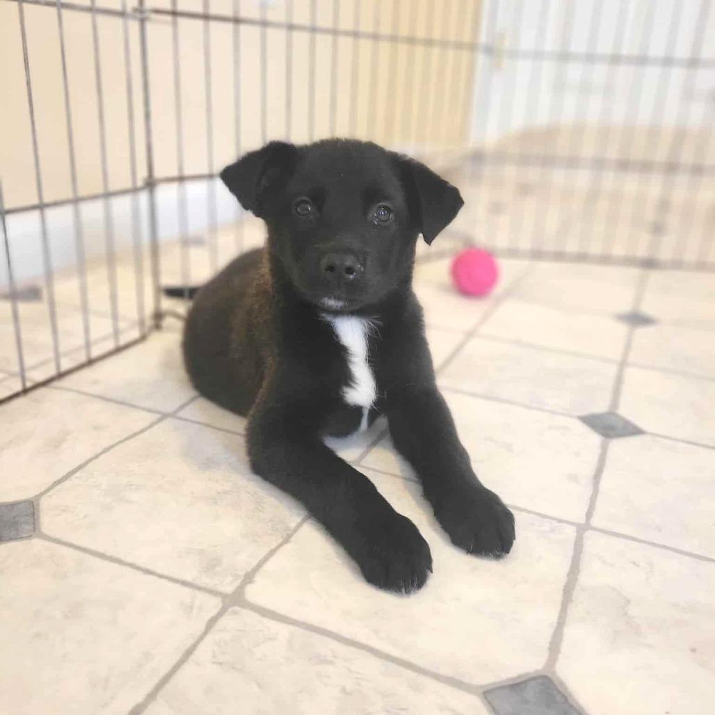 Enlarge Queen Mai, a Adoptable Mixed Breed in Fredericksburg, VA image 1/4