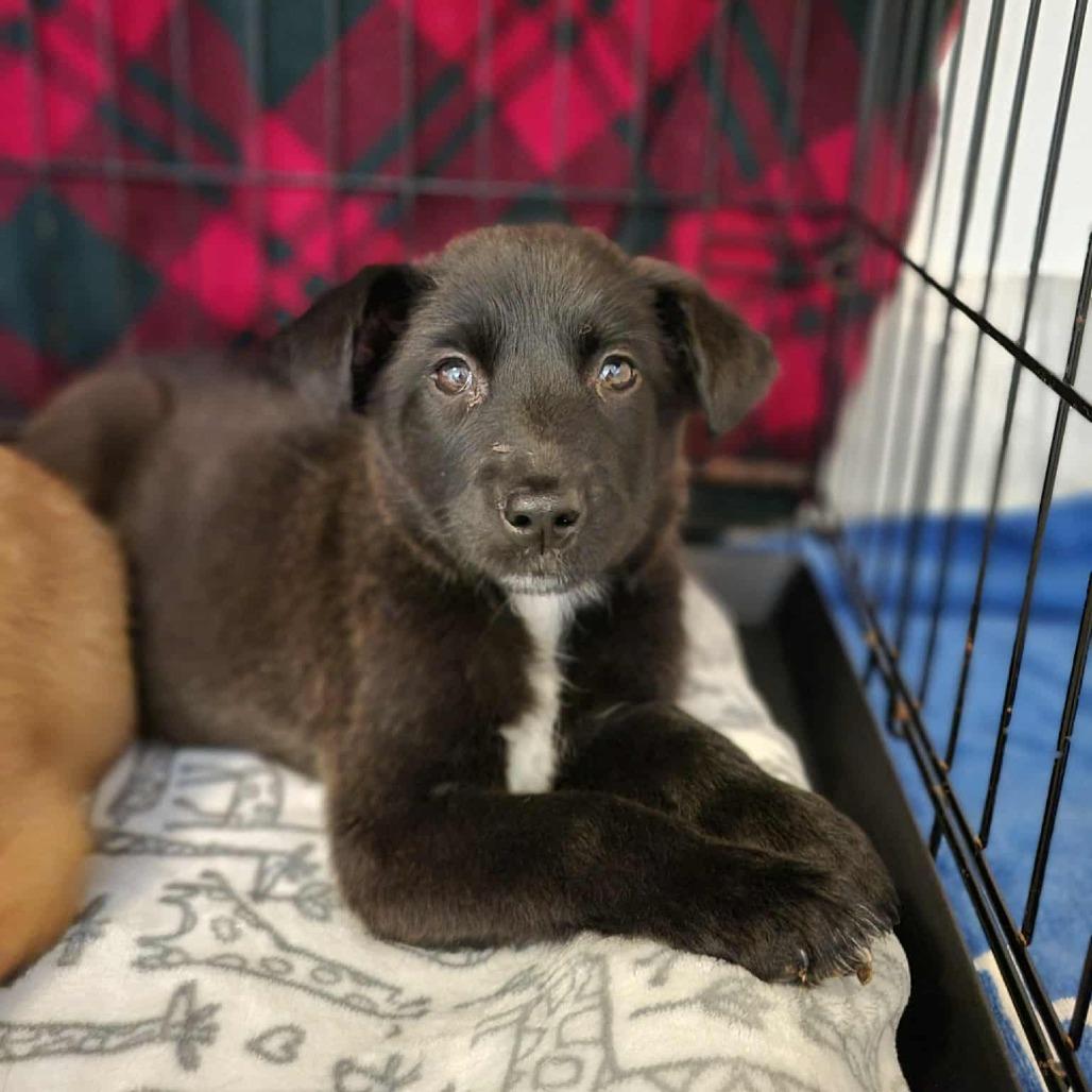 Enlarge Queen Mai, a Adoptable Mixed Breed in Fredericksburg, VA image 2/4