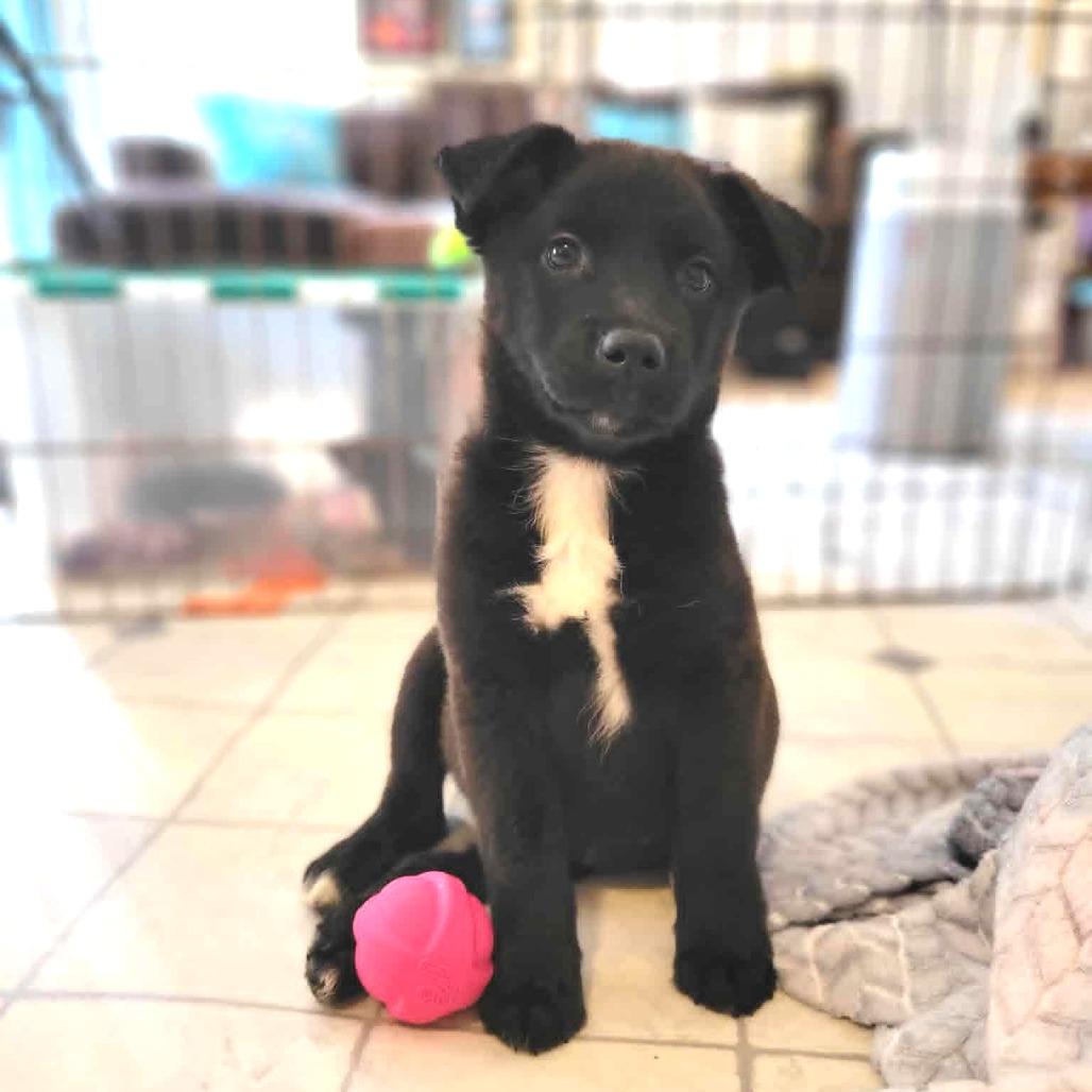 Enlarge Queen Mai, a Adoptable Mixed Breed in Fredericksburg, VA image 3/4