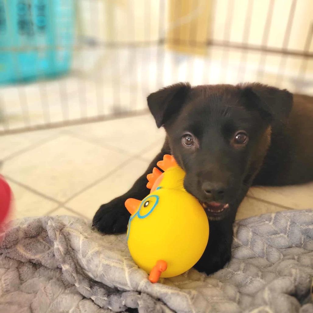 Enlarge Queen Mai, a Adoptable Mixed Breed in Fredericksburg, VA image 4/4