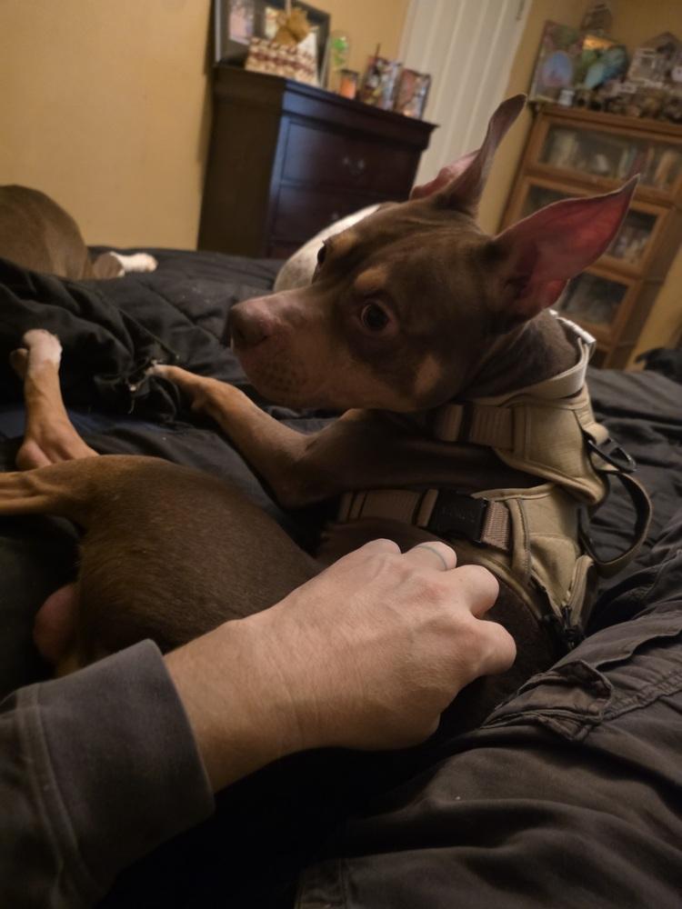 Zay, Adoptable, Adult Male Boston Terrier.