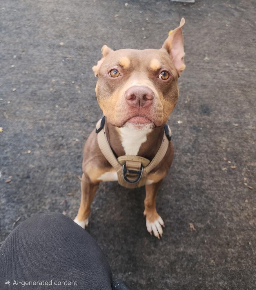 Enlarge Zay, a Adoptable mixed breed in McMinnville, TN image 2/3