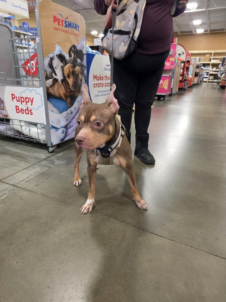 Enlarge Zay, a Adoptable mixed breed in McMinnville, TN image 3/3