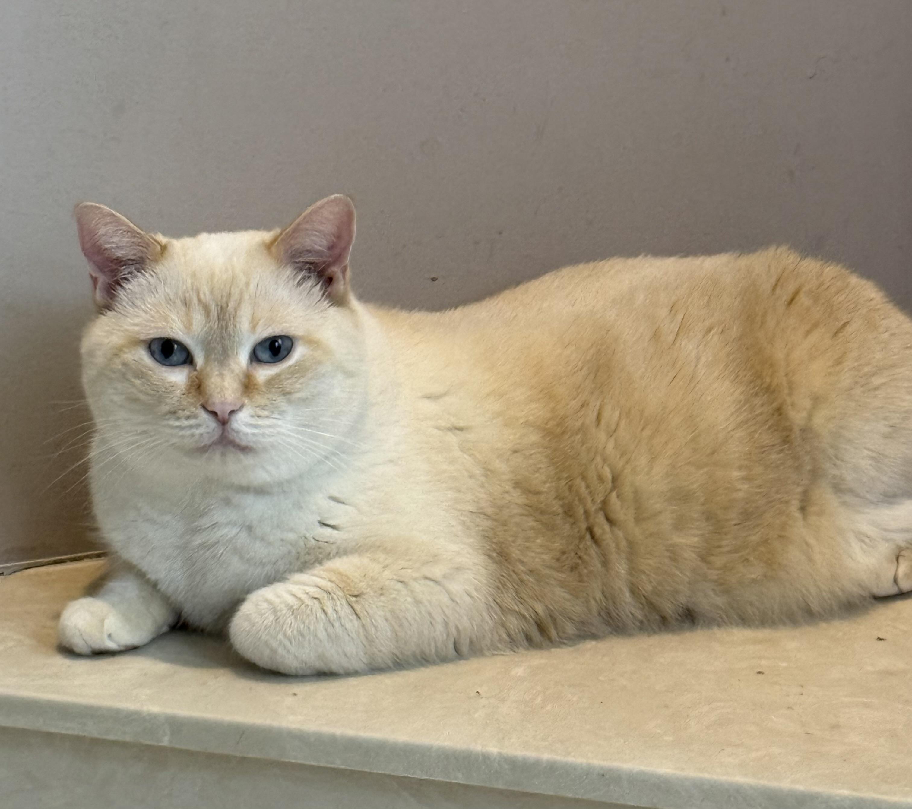 Phoenix, Adopted, Adult Female Siamese.