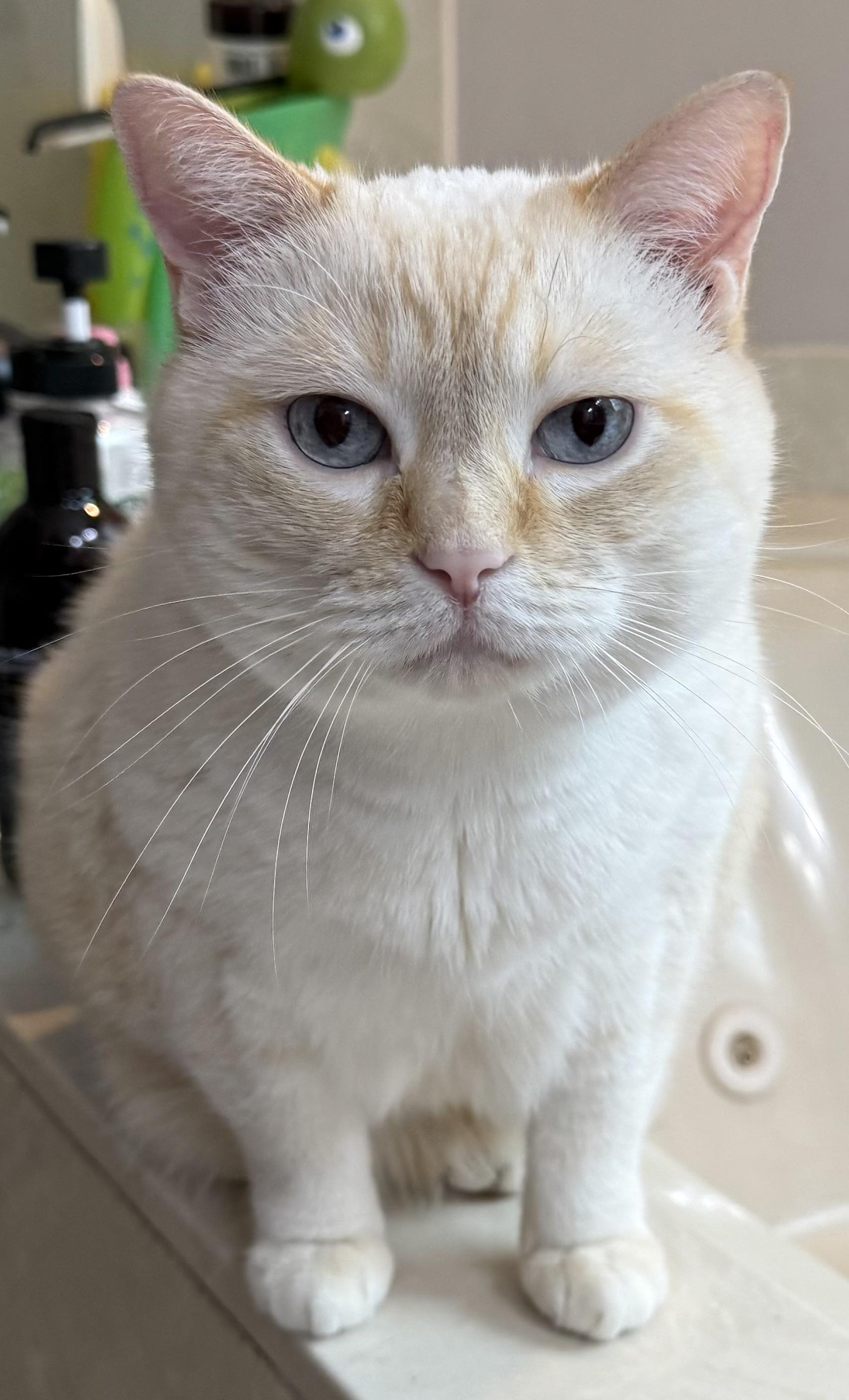 Phoenix, a Adopted Siamese in Port Wentworth, GA image 2/4