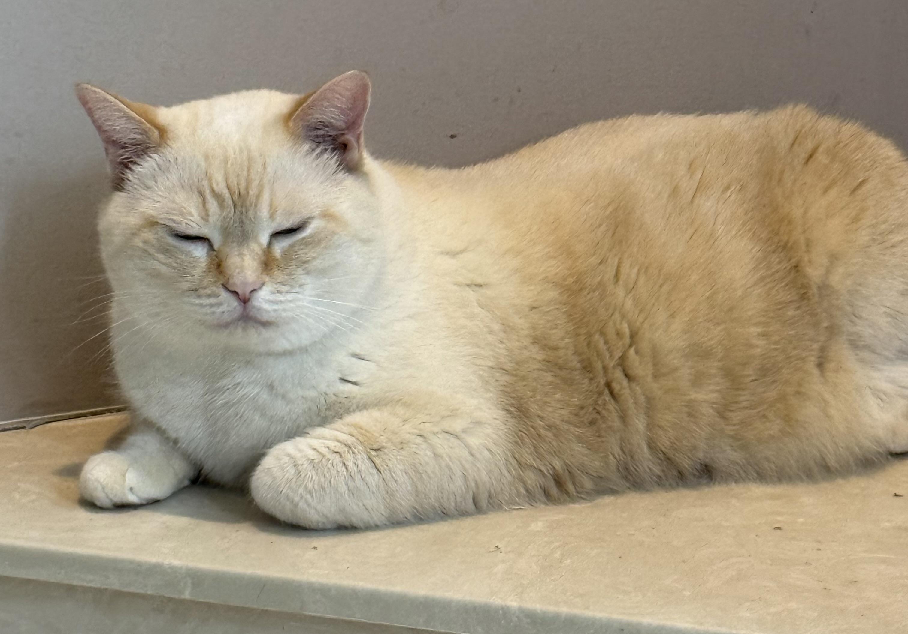 Phoenix, a Adopted Siamese in Port Wentworth, GA image 4/4