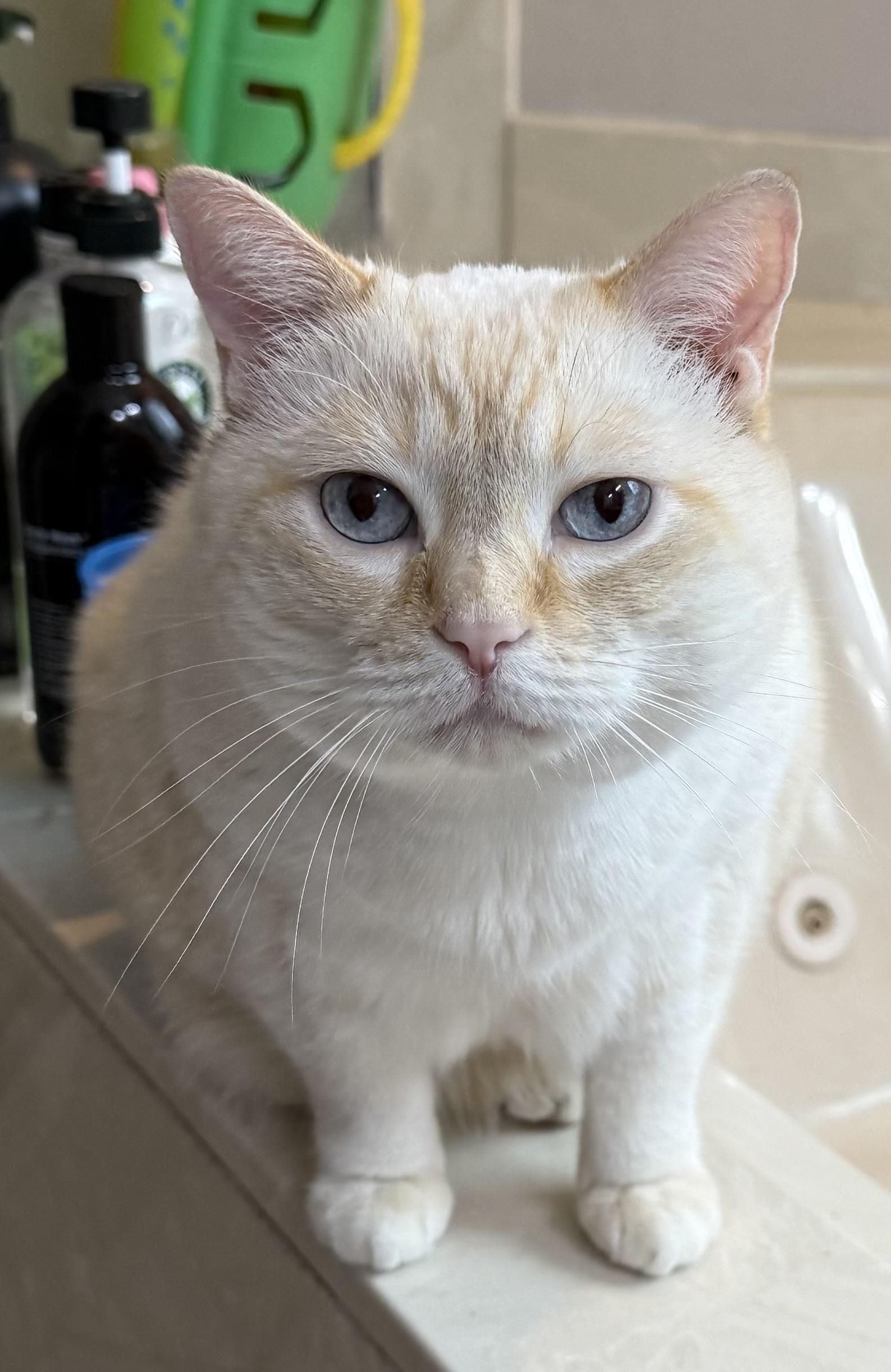 Phoenix, a Adopted Siamese in Port Wentworth, GA image 3/4