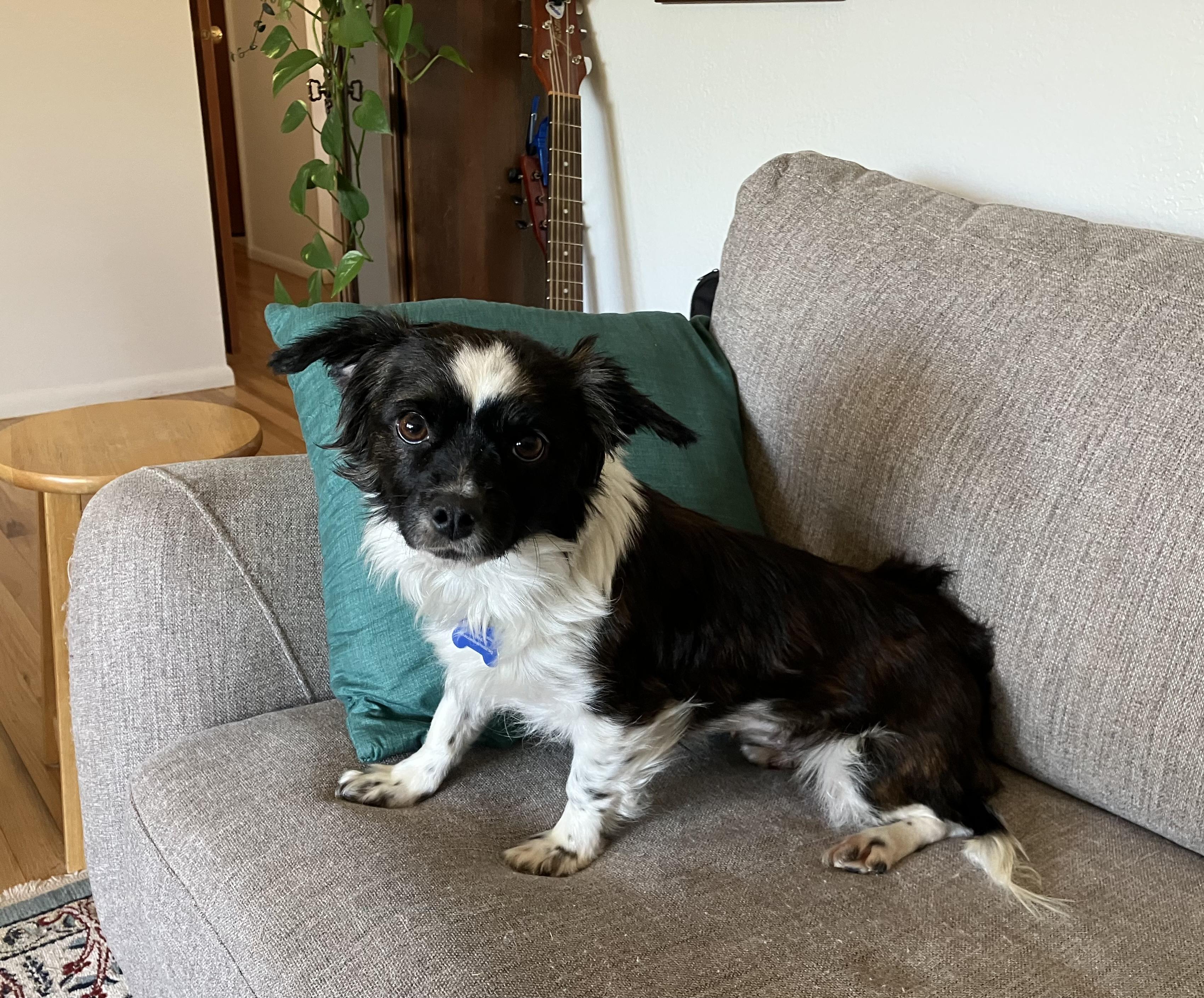 Enlarge Hattie, a ADOPTABLE mixed breed in Fort Collins, CO image 2/5