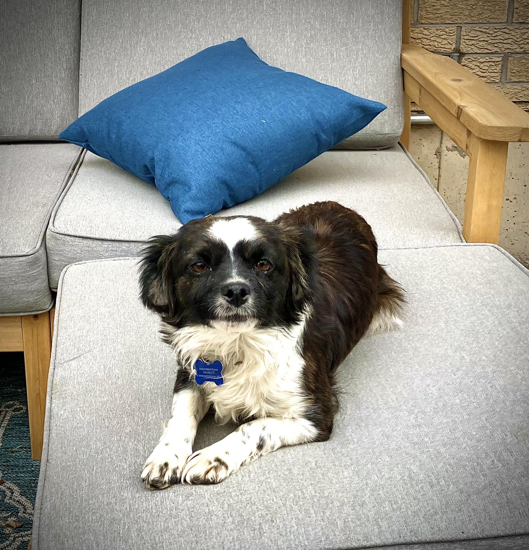 Enlarge Hattie, a ADOPTABLE mixed breed in Fort Collins, CO image 4/5